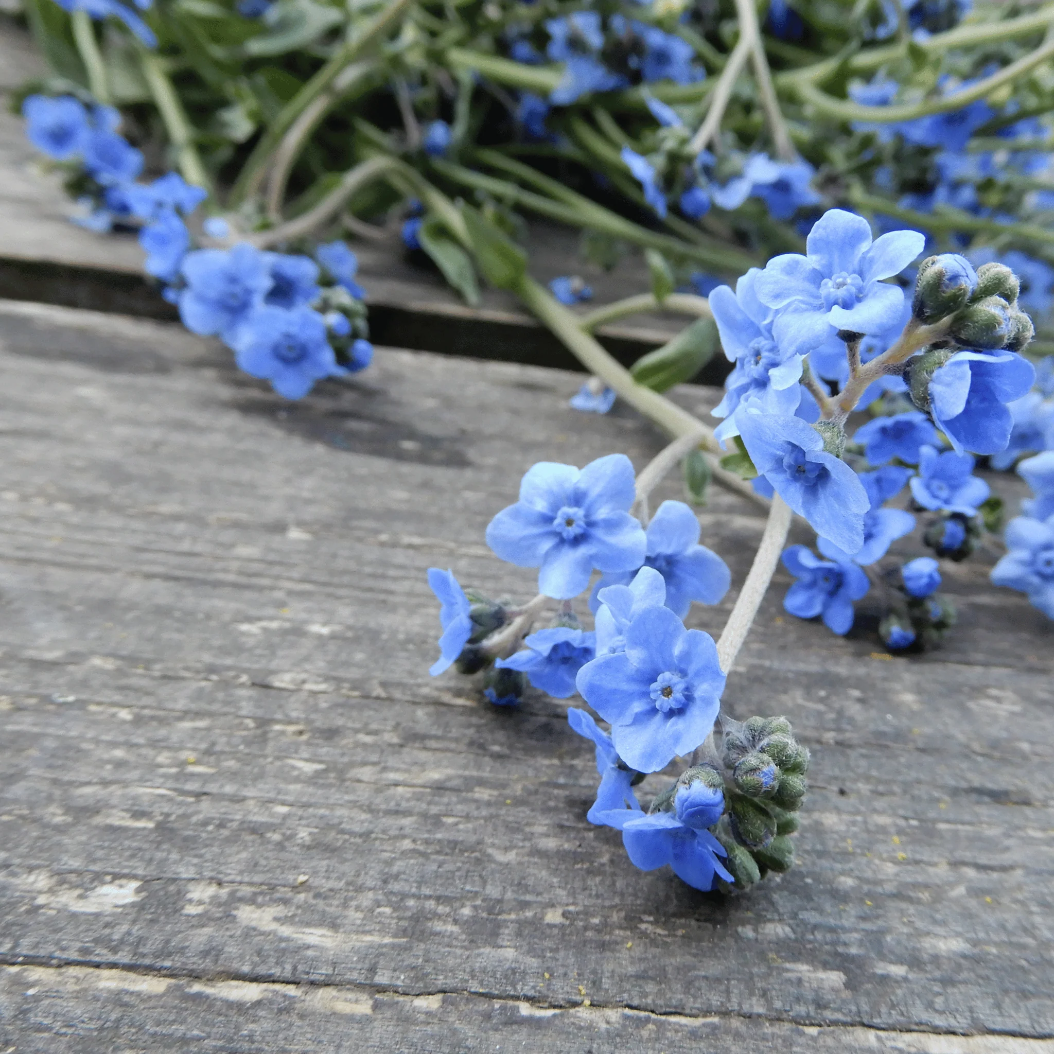 Cynoglossum 'Winnow Mix' - Image 5