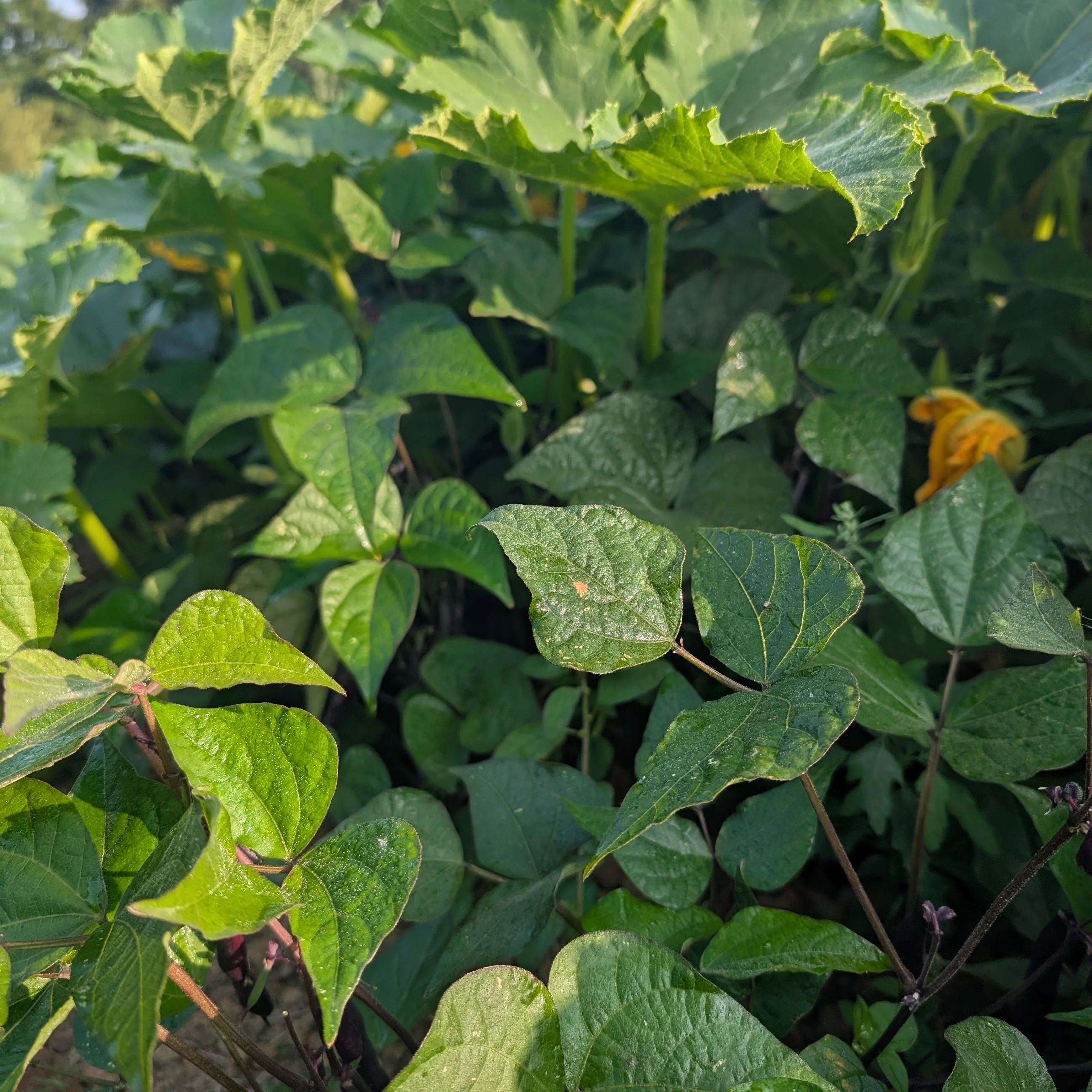 Dwarf French Bean 'Blooming Prairie' - Image 3