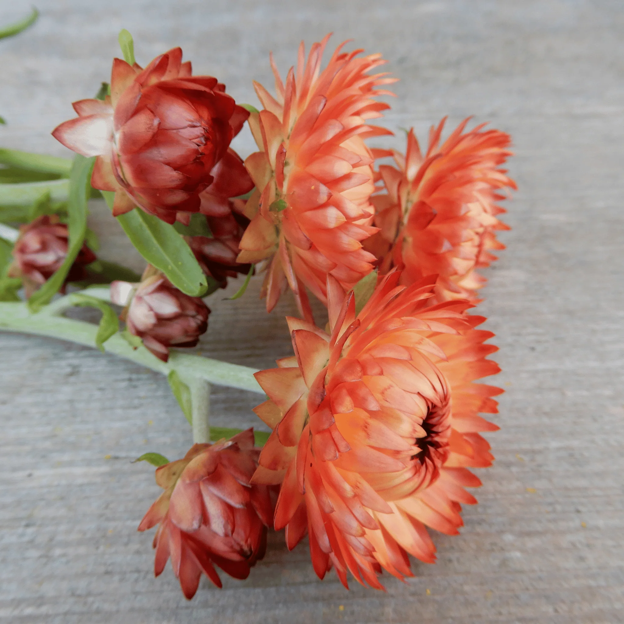 Helichrysum 'Salmon Rose' - Image 3