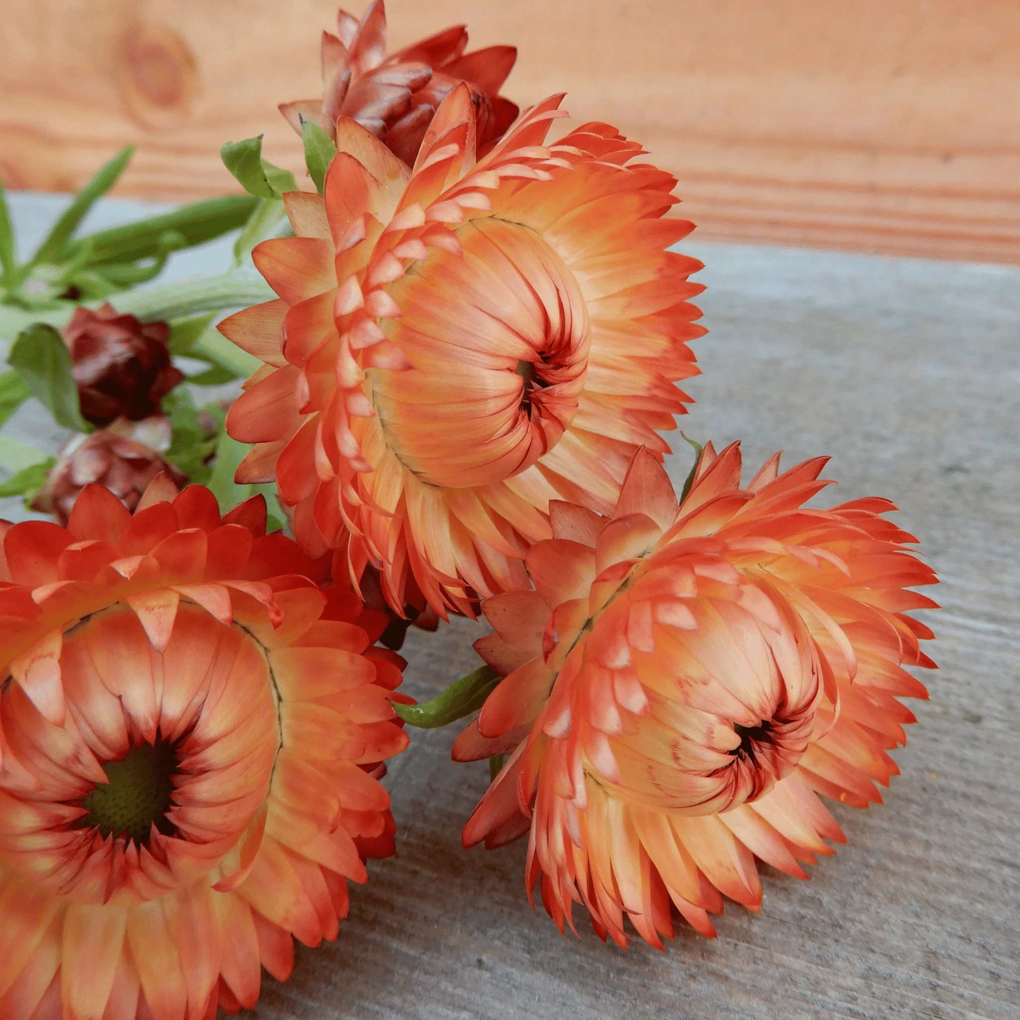 Helichrysum 'Salmon Rose' - Image 4