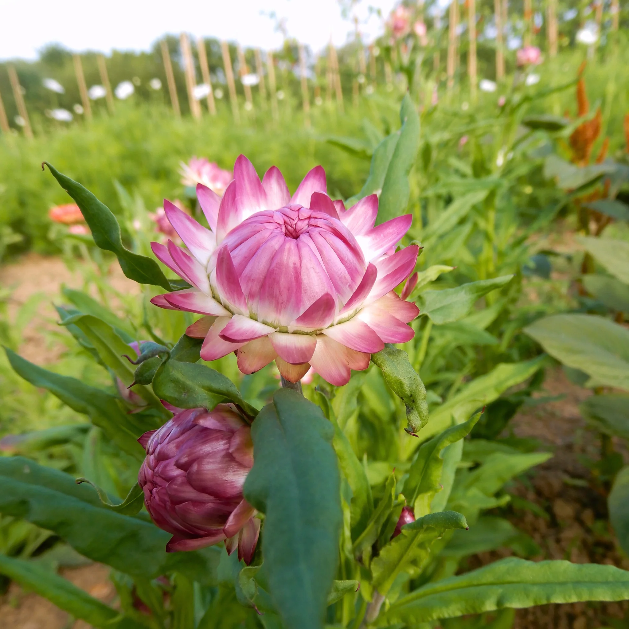 Helichrysum 'Silvery Rose' - Image 3