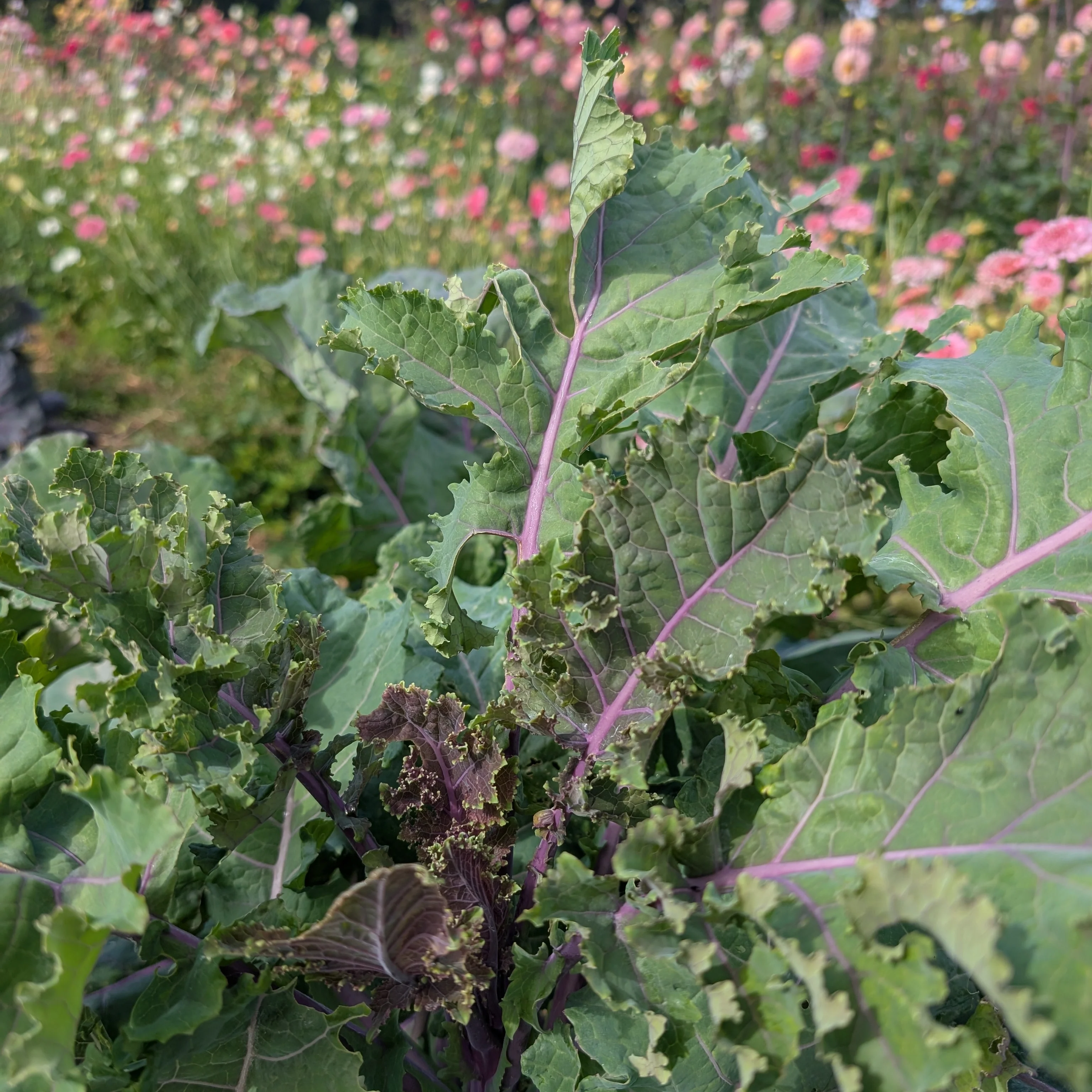 Kale 'Cottagers' - Image 3
