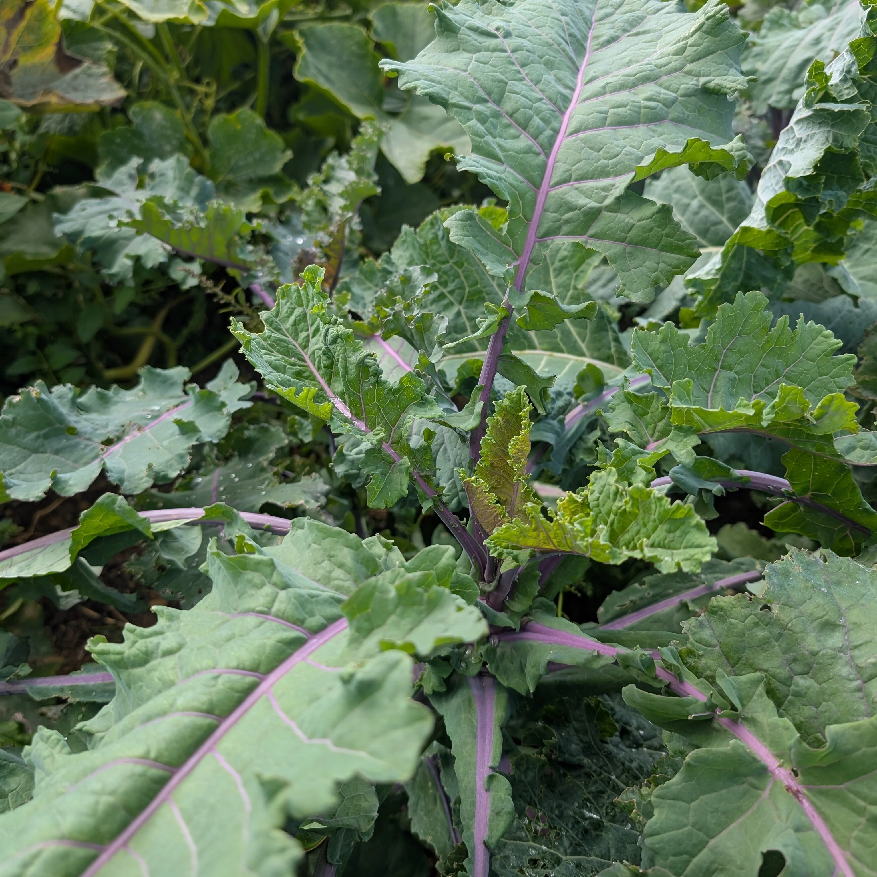 Kale 'Cottagers' - Image 4