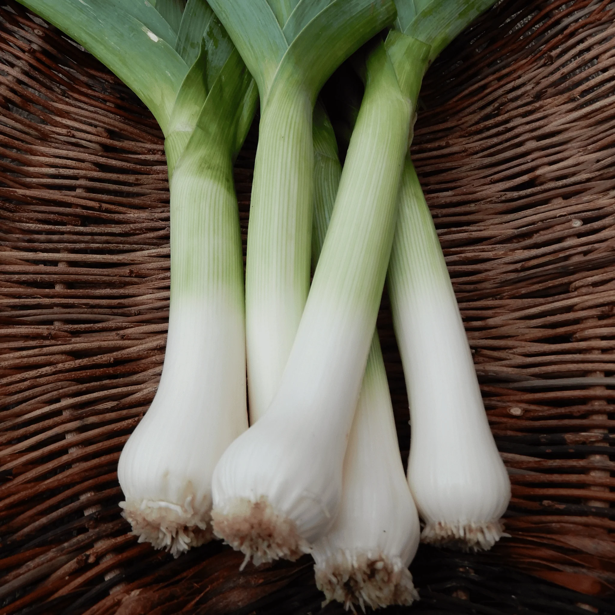 Leek 'Carentan' - Image 3