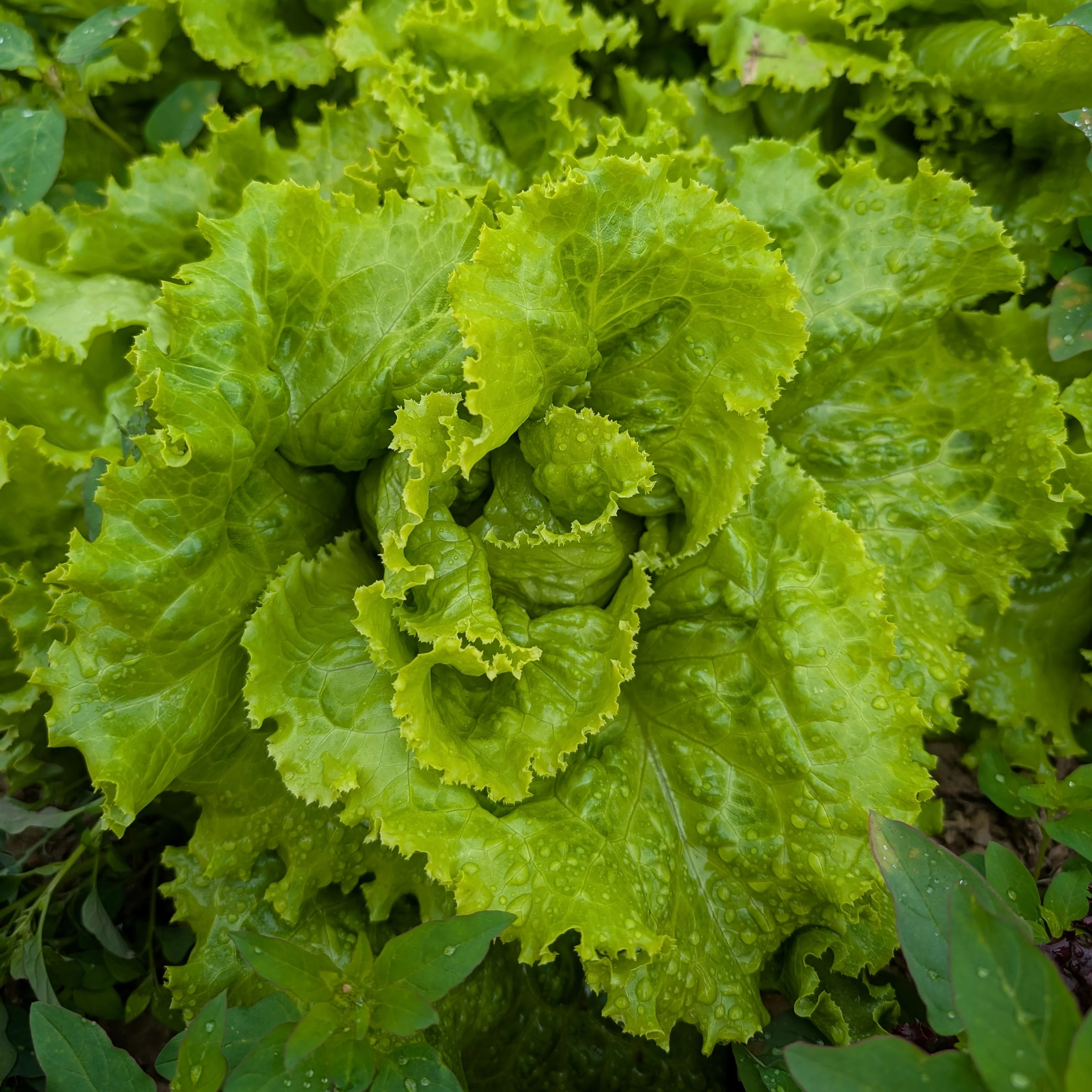 Lettuce 'Blonde de Paris' - Image 3