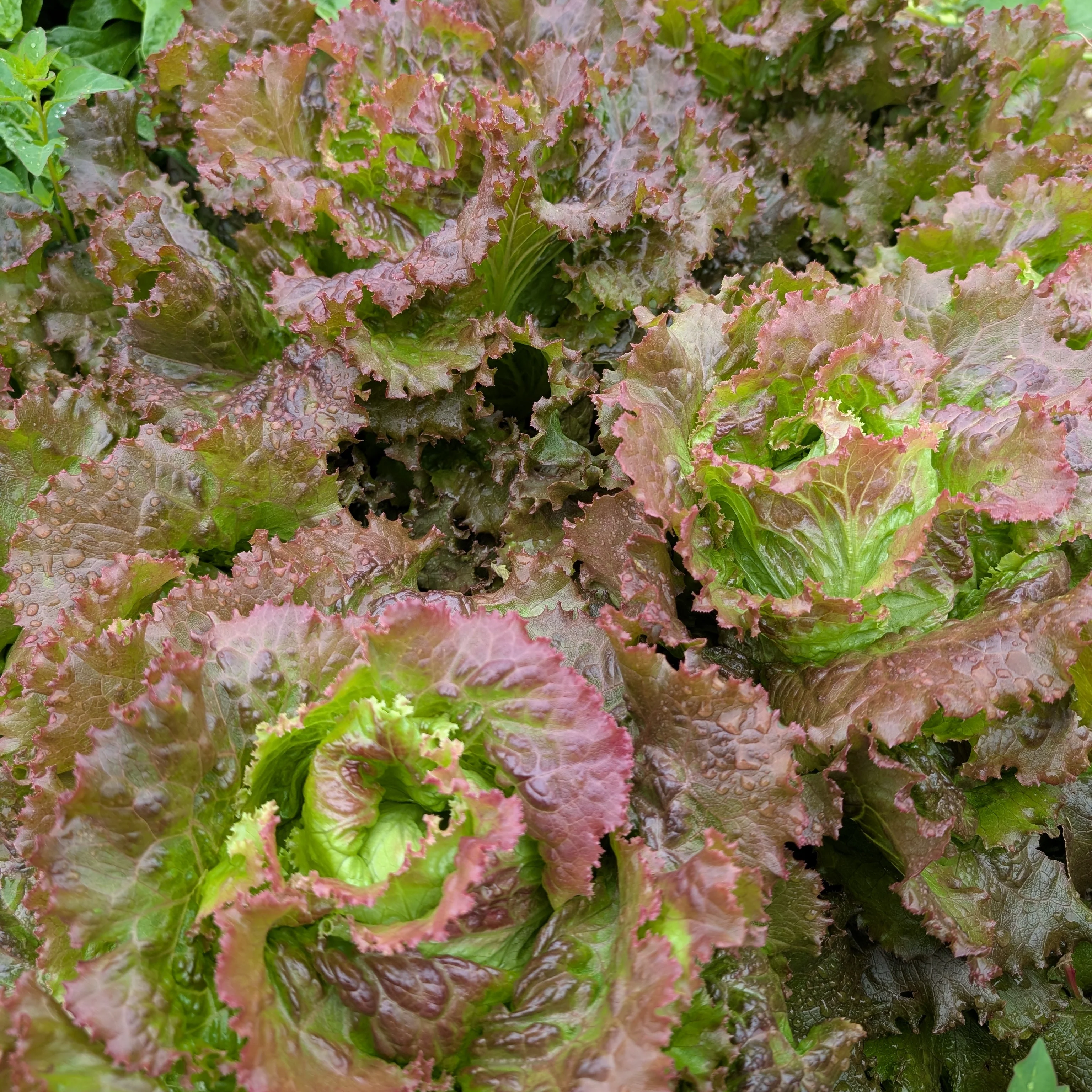 Lettuce 'Maravilla de Verano' - Image 2