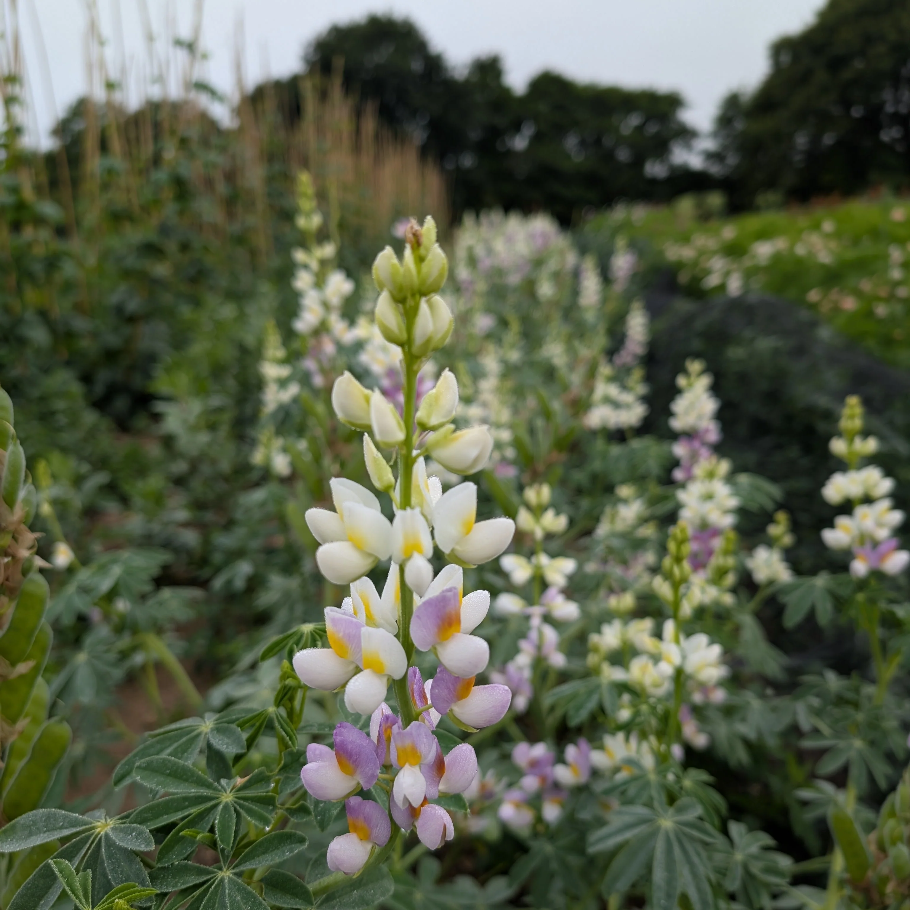 Lupin 'Lilac Javelin'