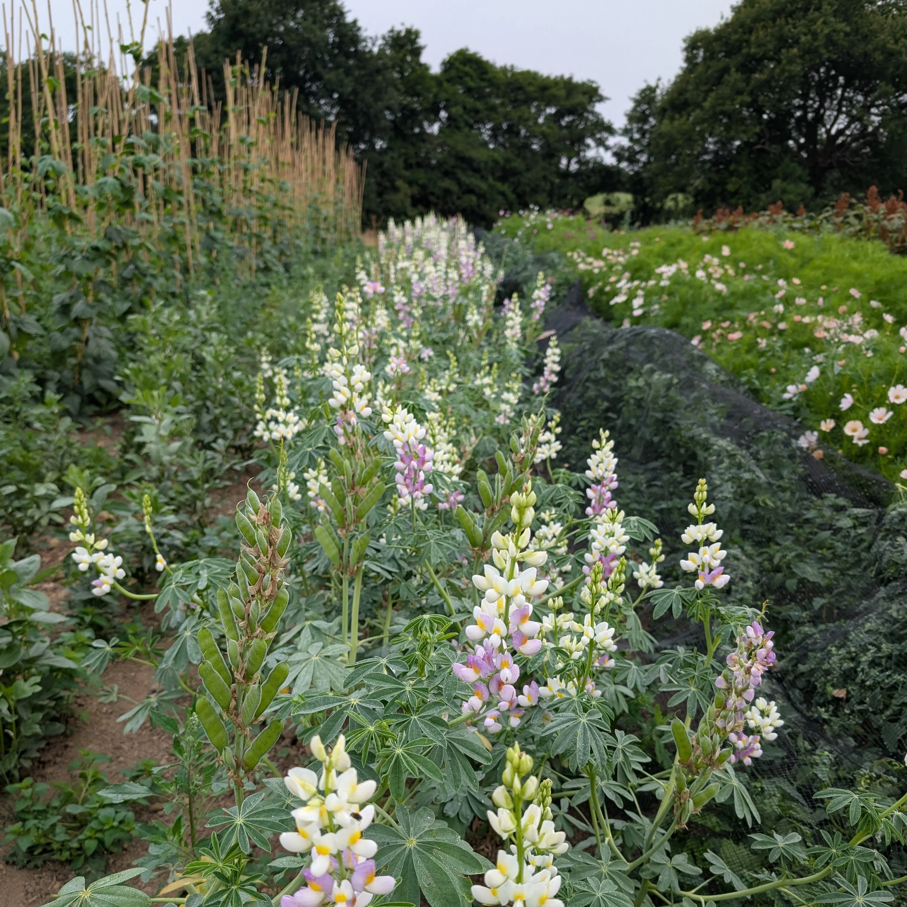 Lupin 'Lilac Javelin' - Image 2