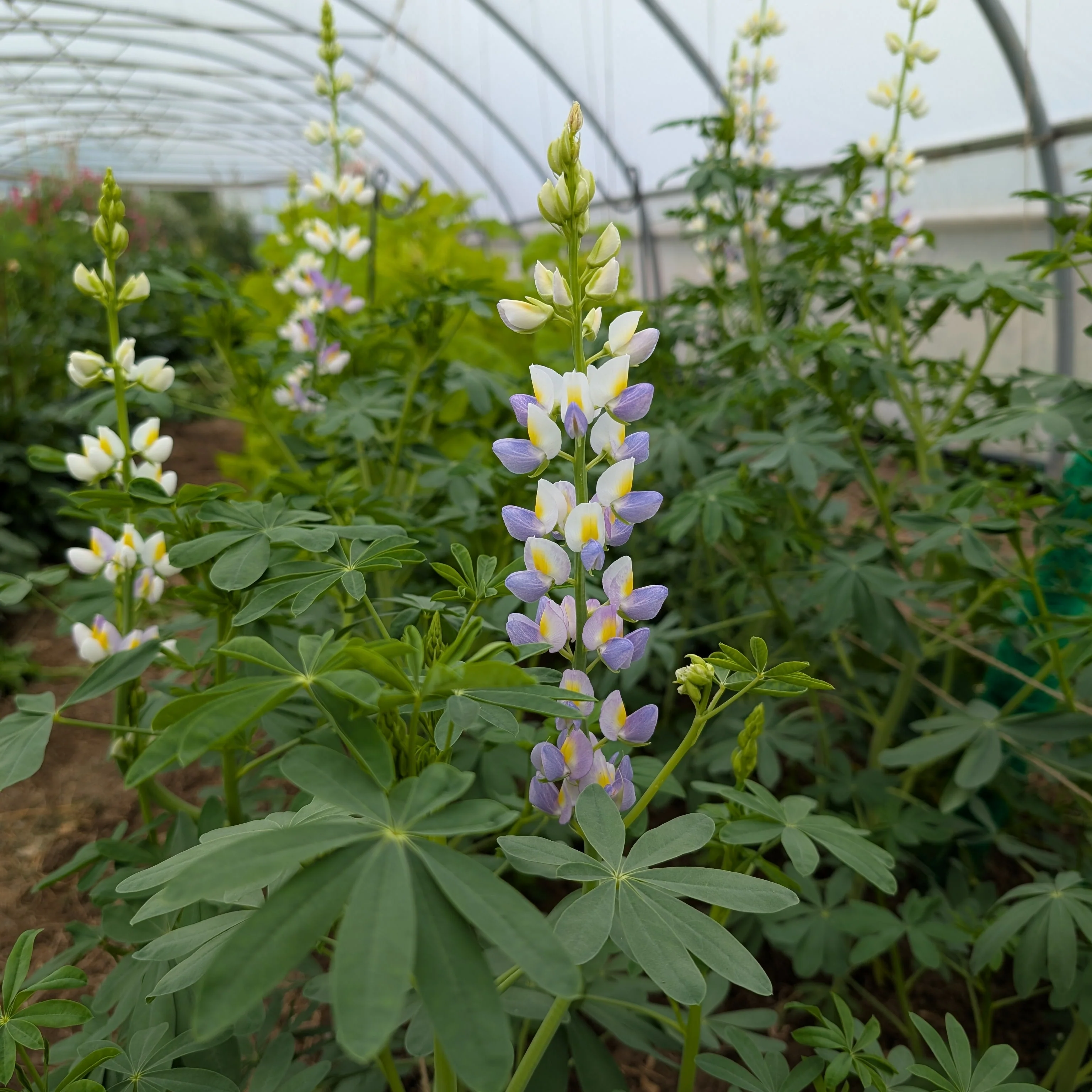 Lupin 'Lilac Javelin' - Image 3