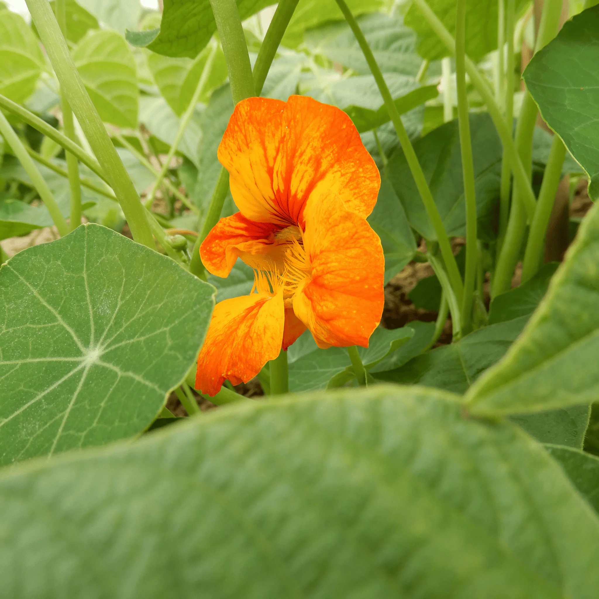 Nasturtium 'Kaleidoscope' - Image 3