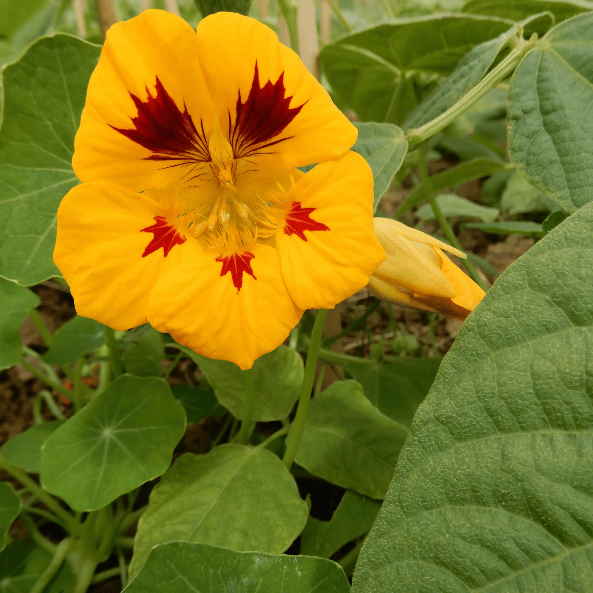 Nasturtium 'Kaleidoscope' - Image 4