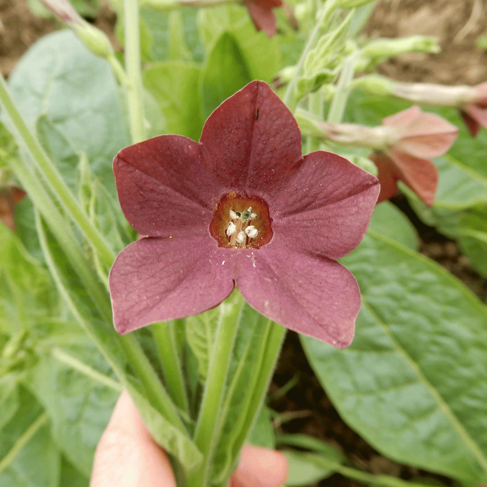 Nicotiana 'Bronze Queen' - Image 3