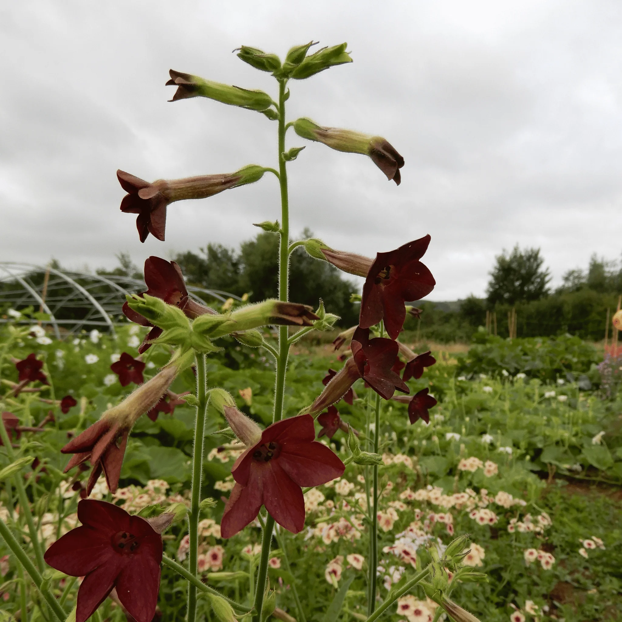 Nicotiana 'Bronze Queen' - Image 4