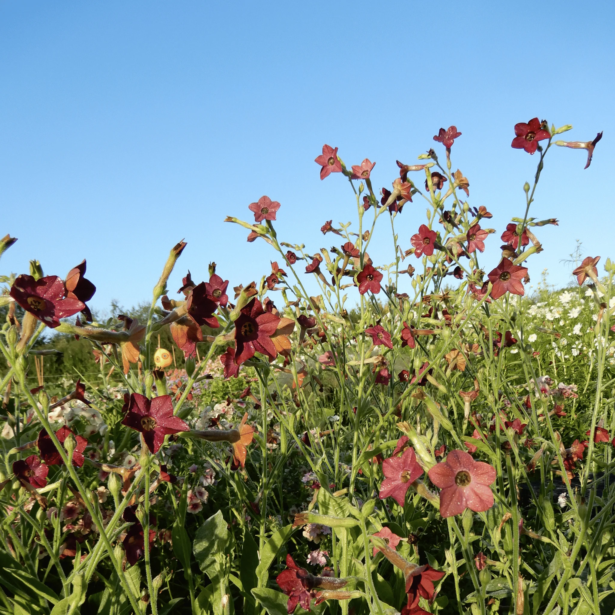 Nicotiana 'Bronze Queen' - Image 5