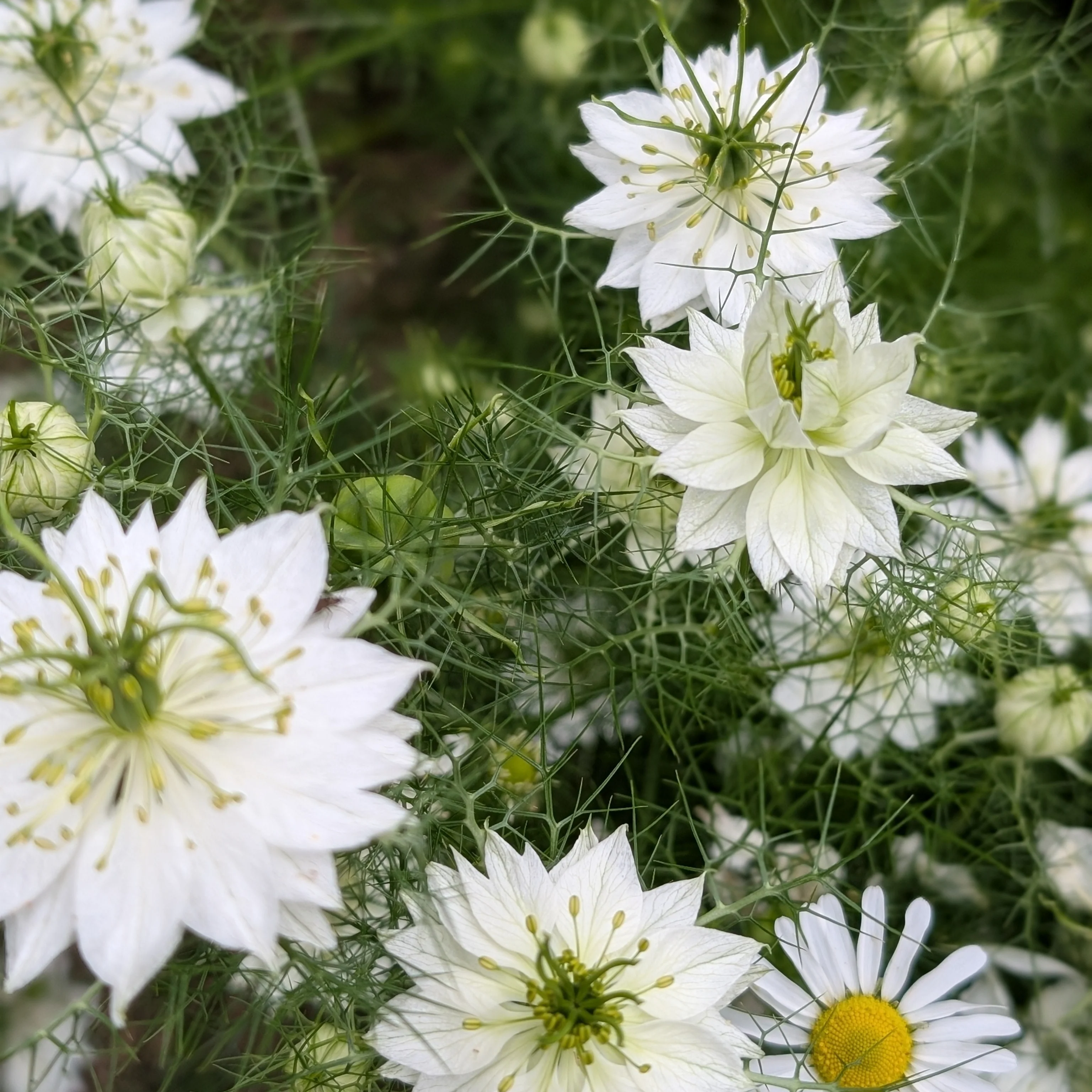 Nigella 'Albion Green Pod' Love-in-the-Mist