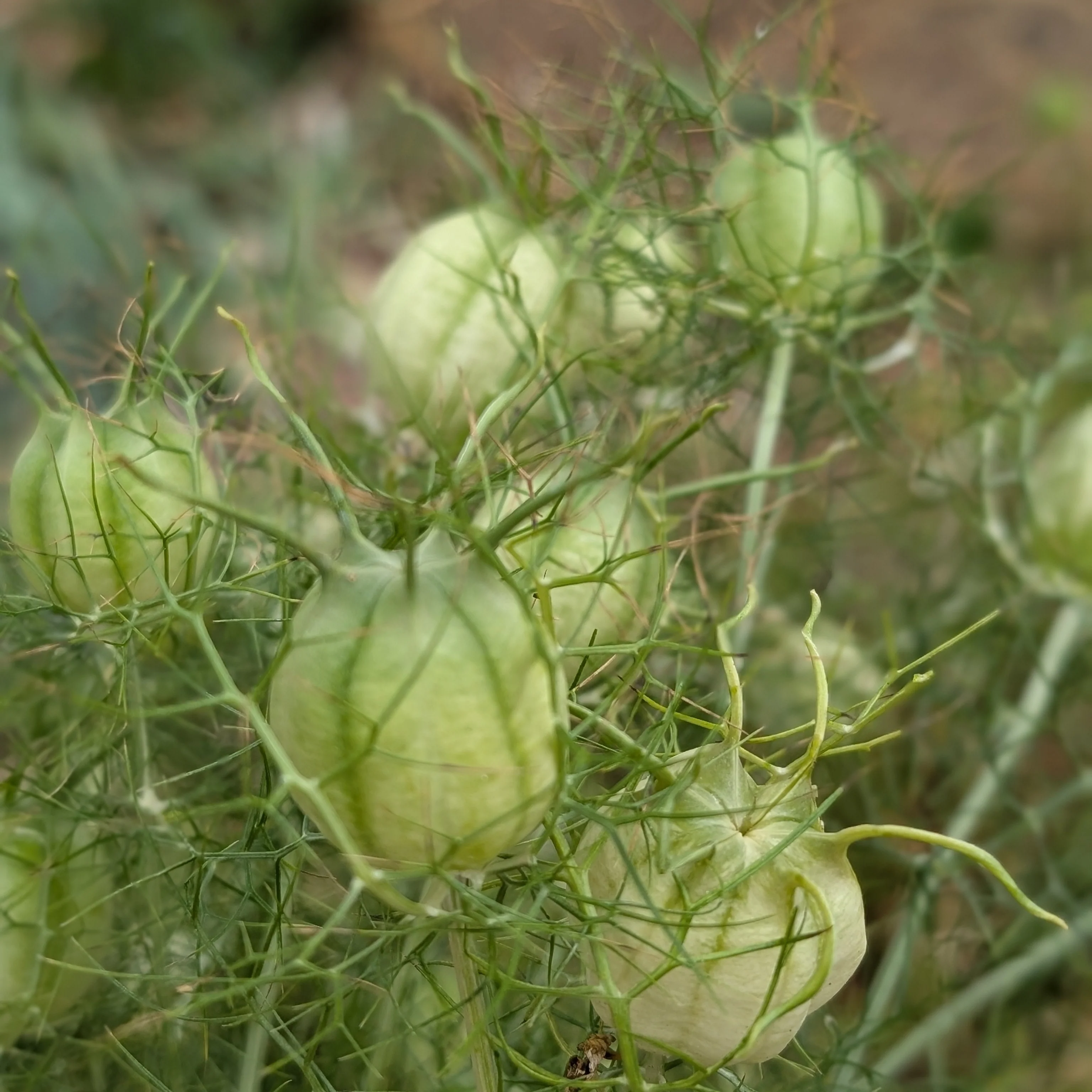 Nigella 'Albion Green Pod' Love-in-the-Mist - Image 2