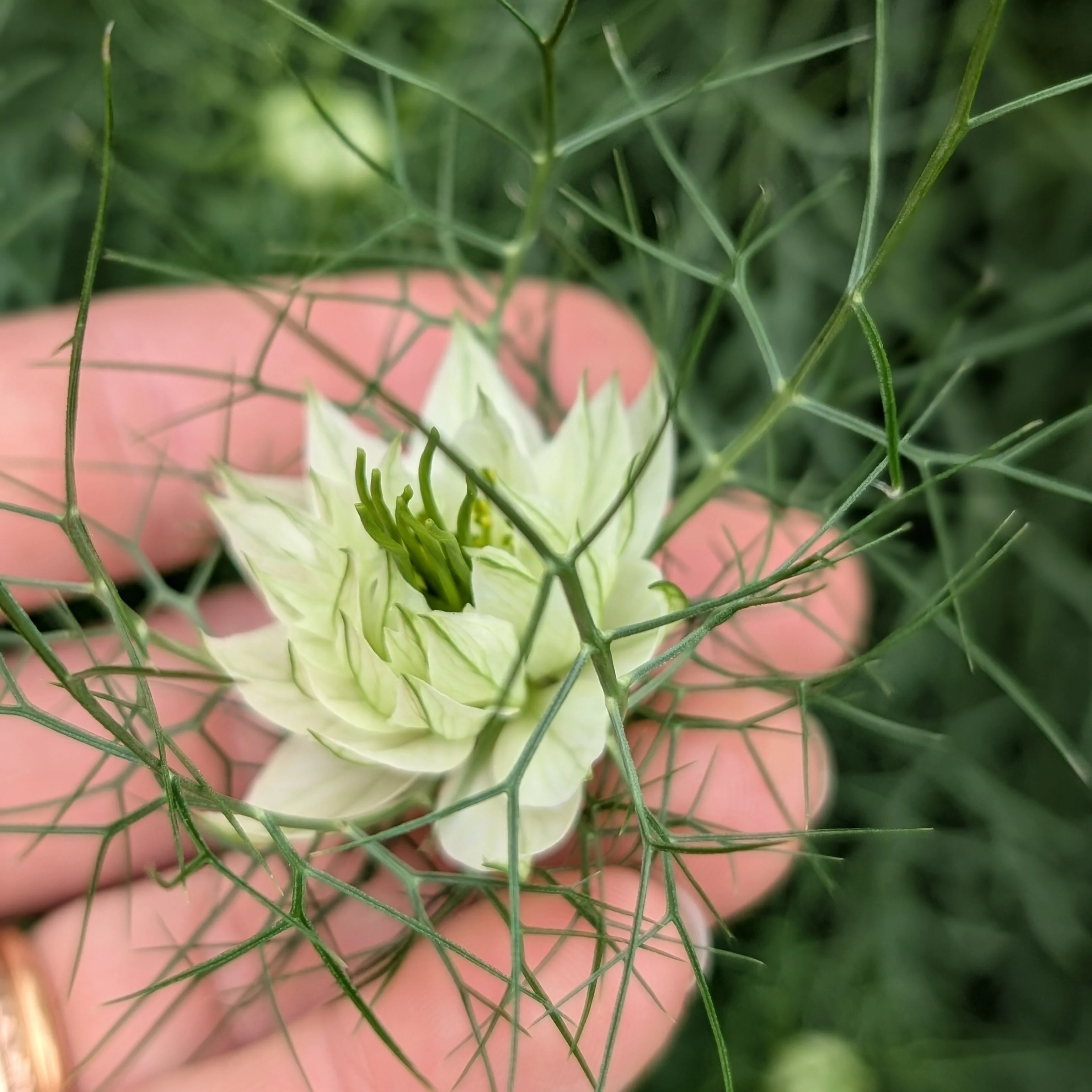 Nigella 'Albion Green Pod' Love-in-the-Mist - Image 3