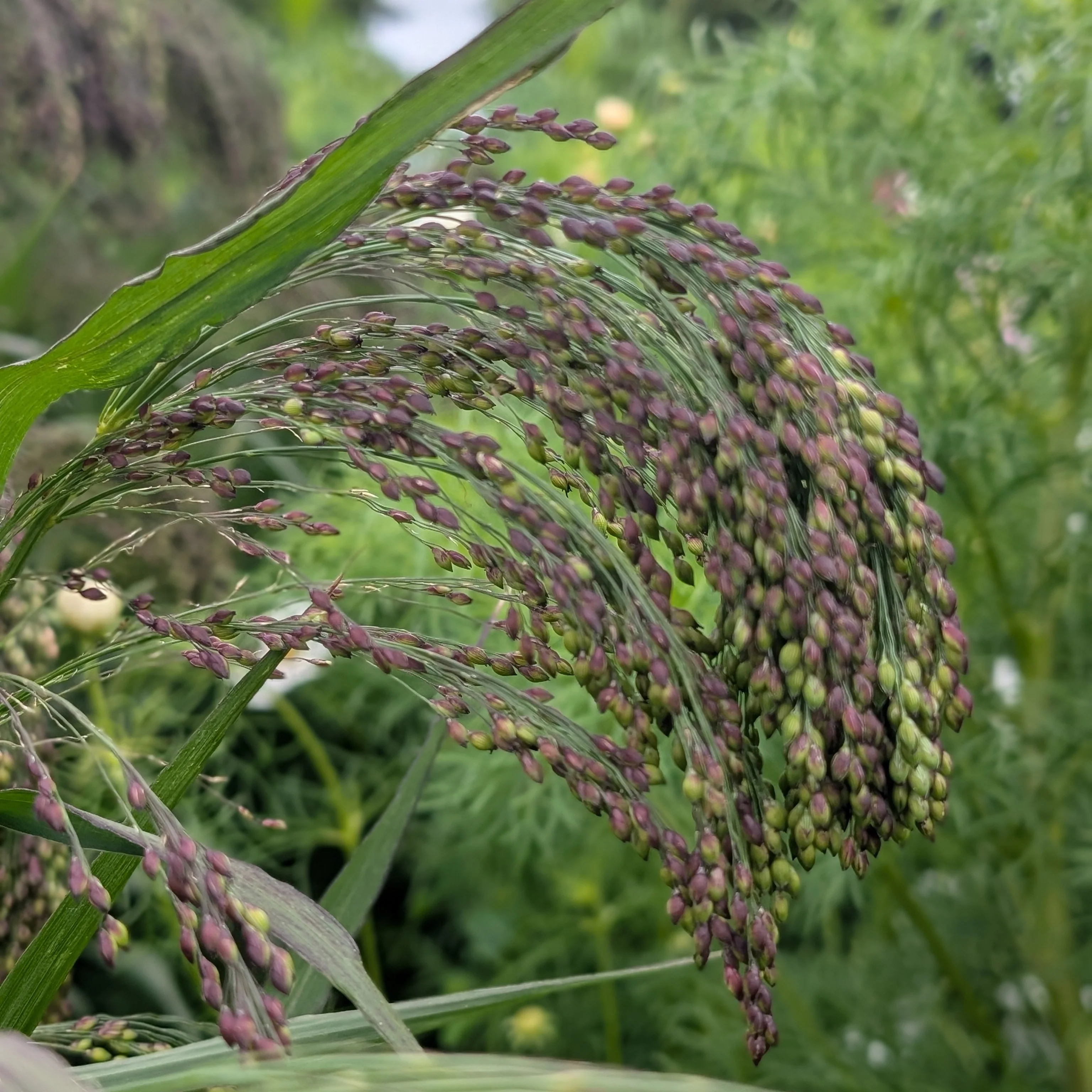Panicum 'Violaceum' | Ornamental Grass Seeds