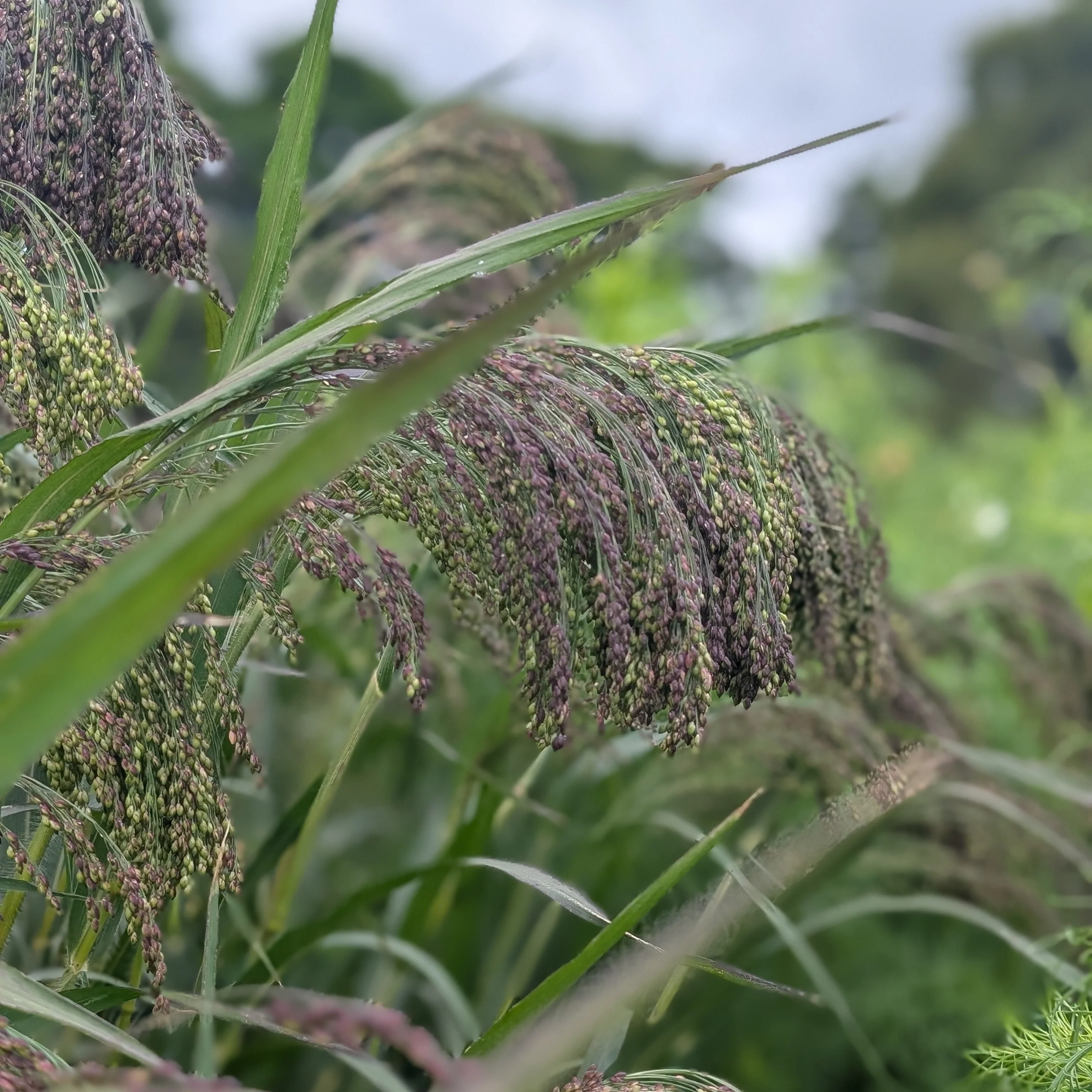 Panicum 'Violaceum' | Ornamental Grass Seeds - Image 2