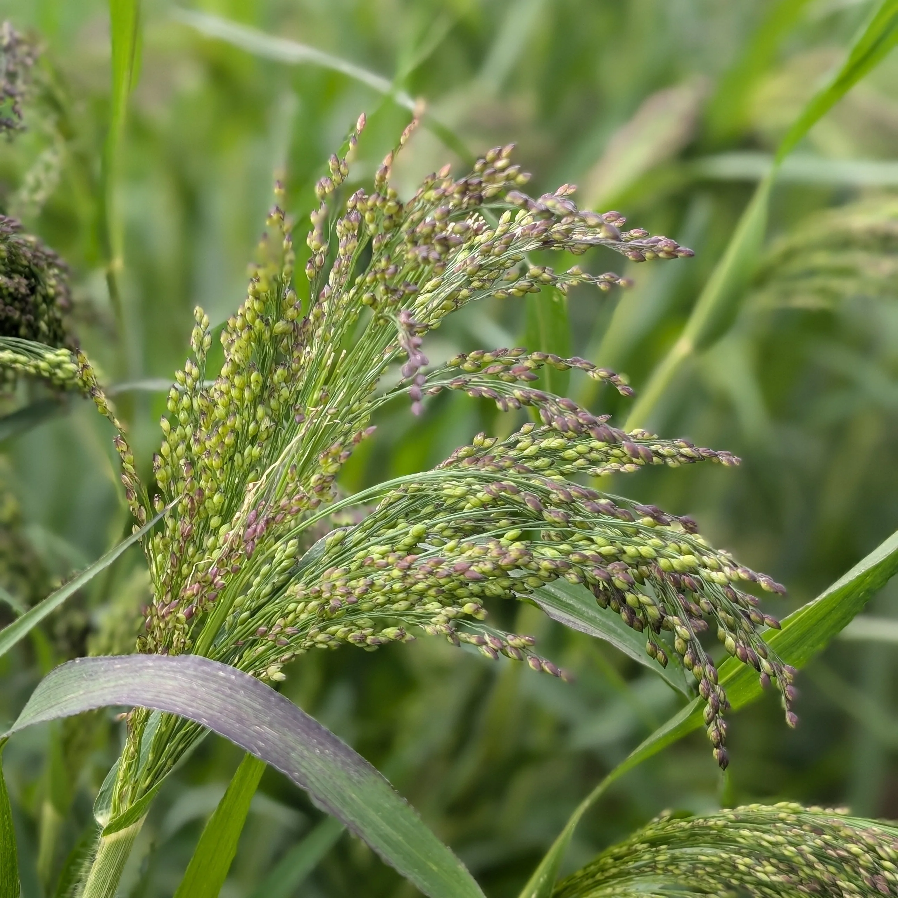 Panicum 'Violaceum' | Ornamental Grass Seeds - Image 3