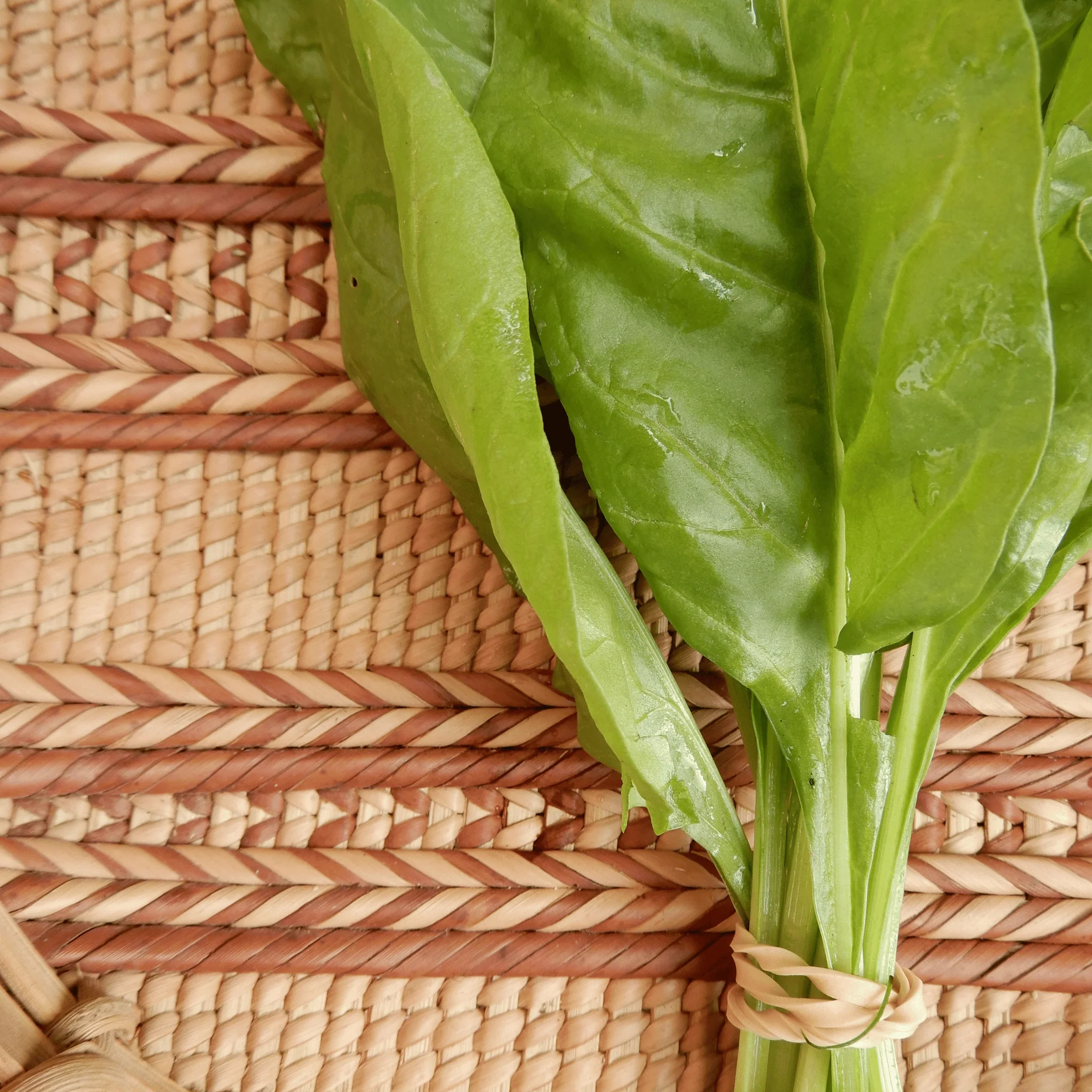 Perpetual Spinach 'Verde da Taglio' - Image 3