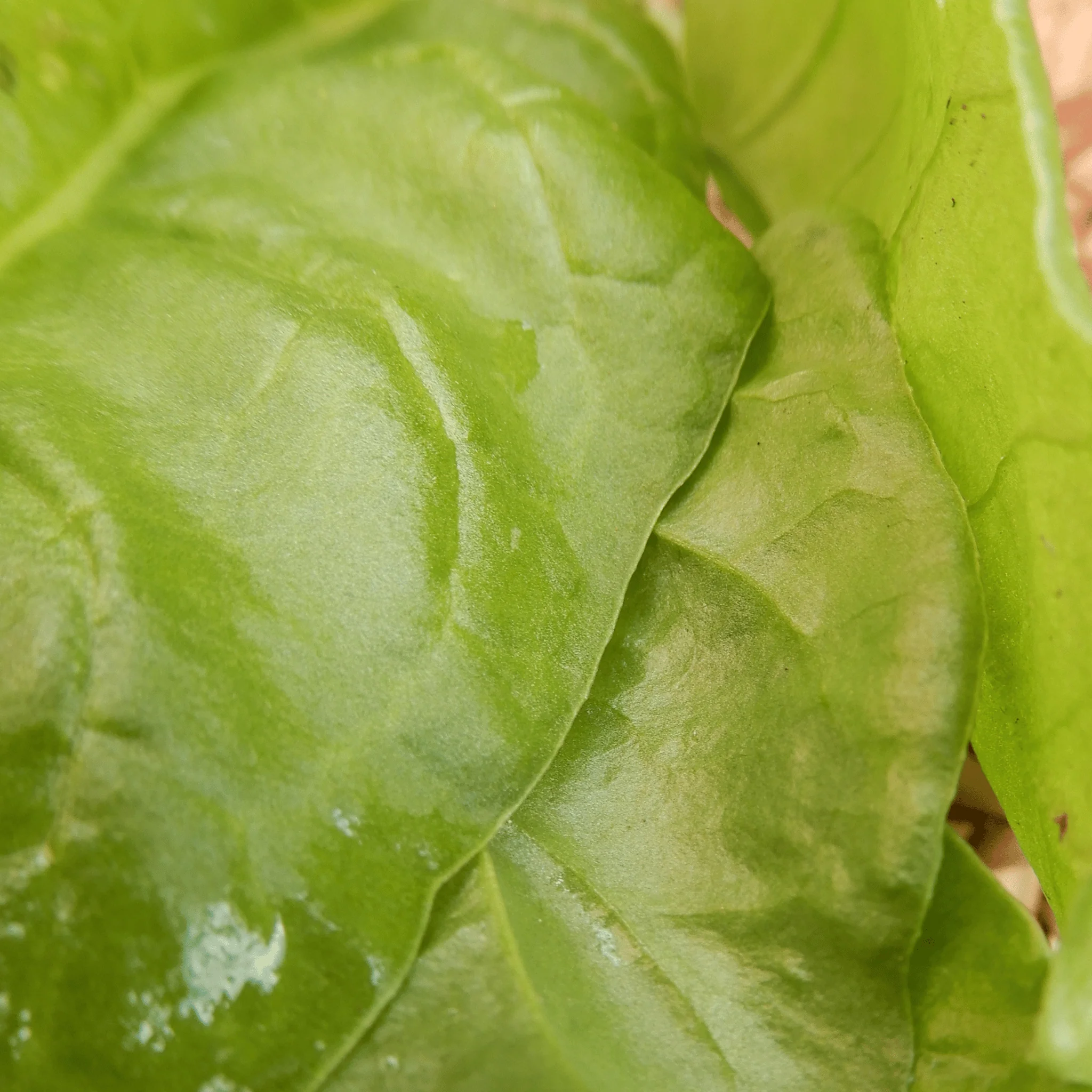 Perpetual Spinach 'Verde da Taglio' - Image 4