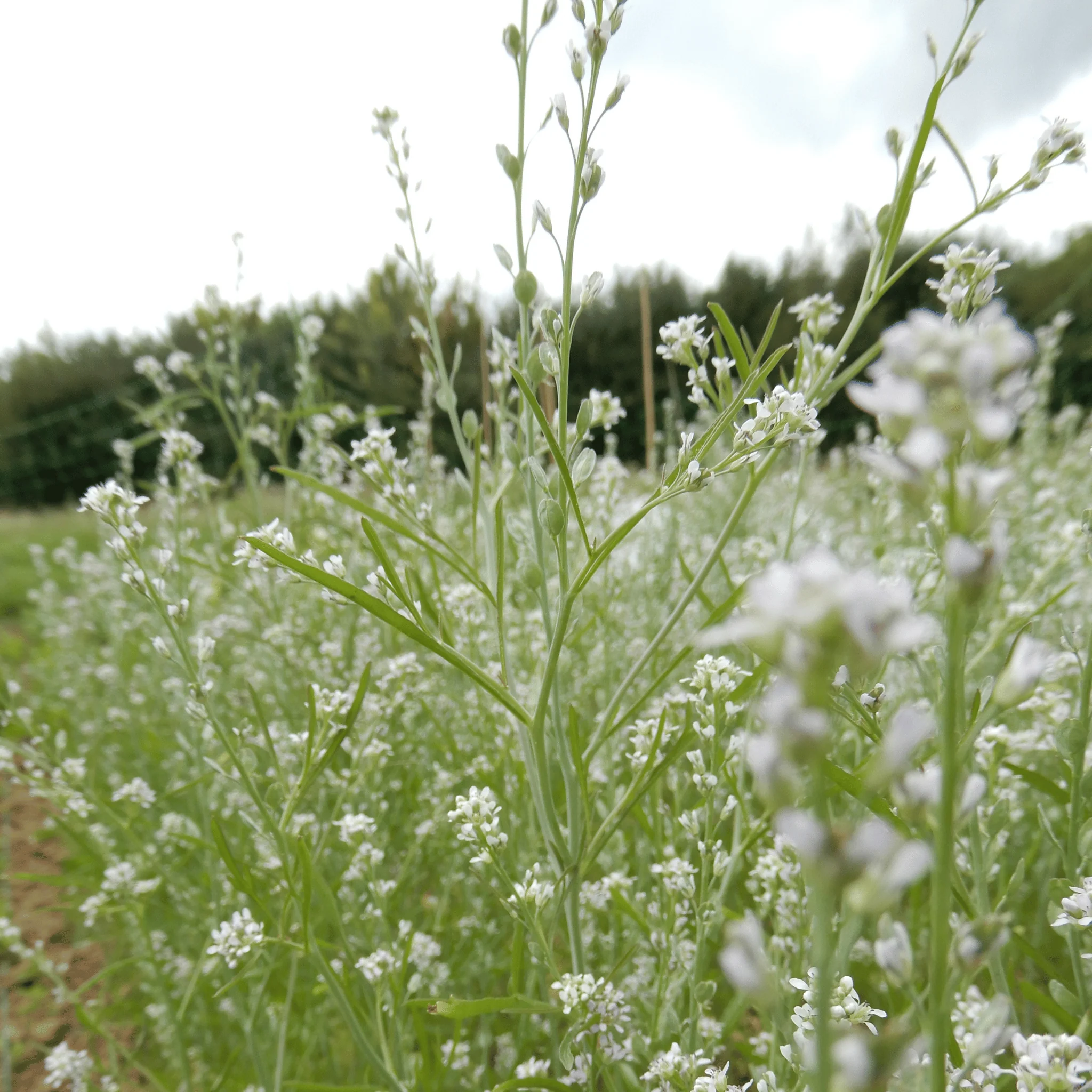 Persian Cress 'Wrinkle Cress' - Image 3