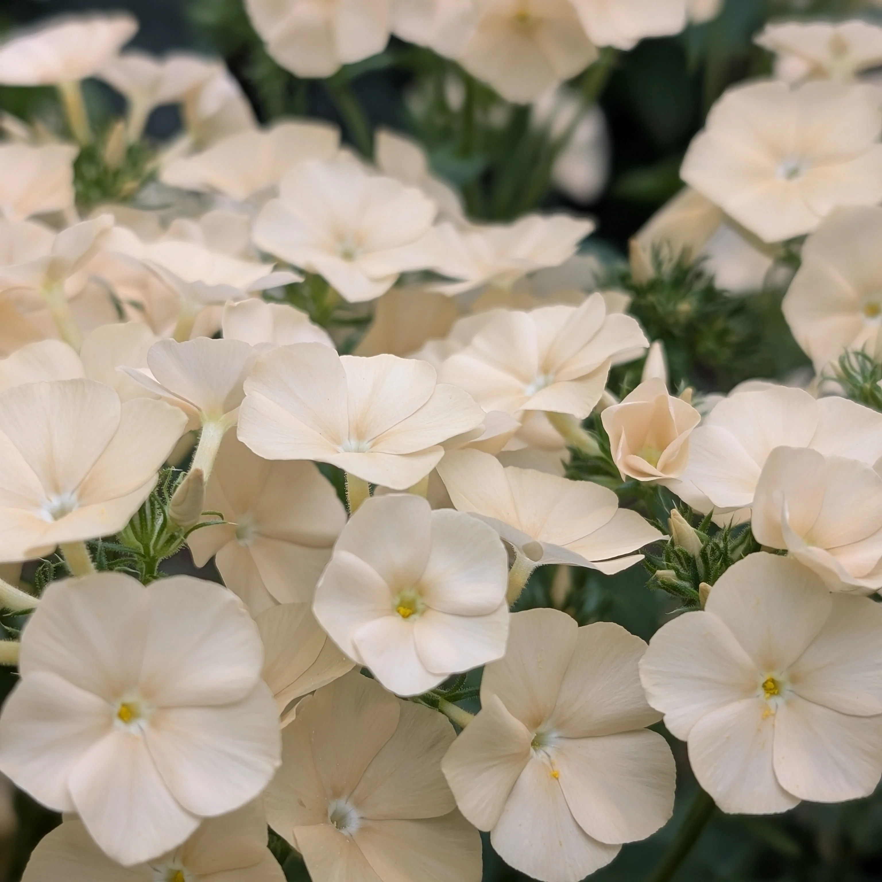 Phlox 'Isabellina'