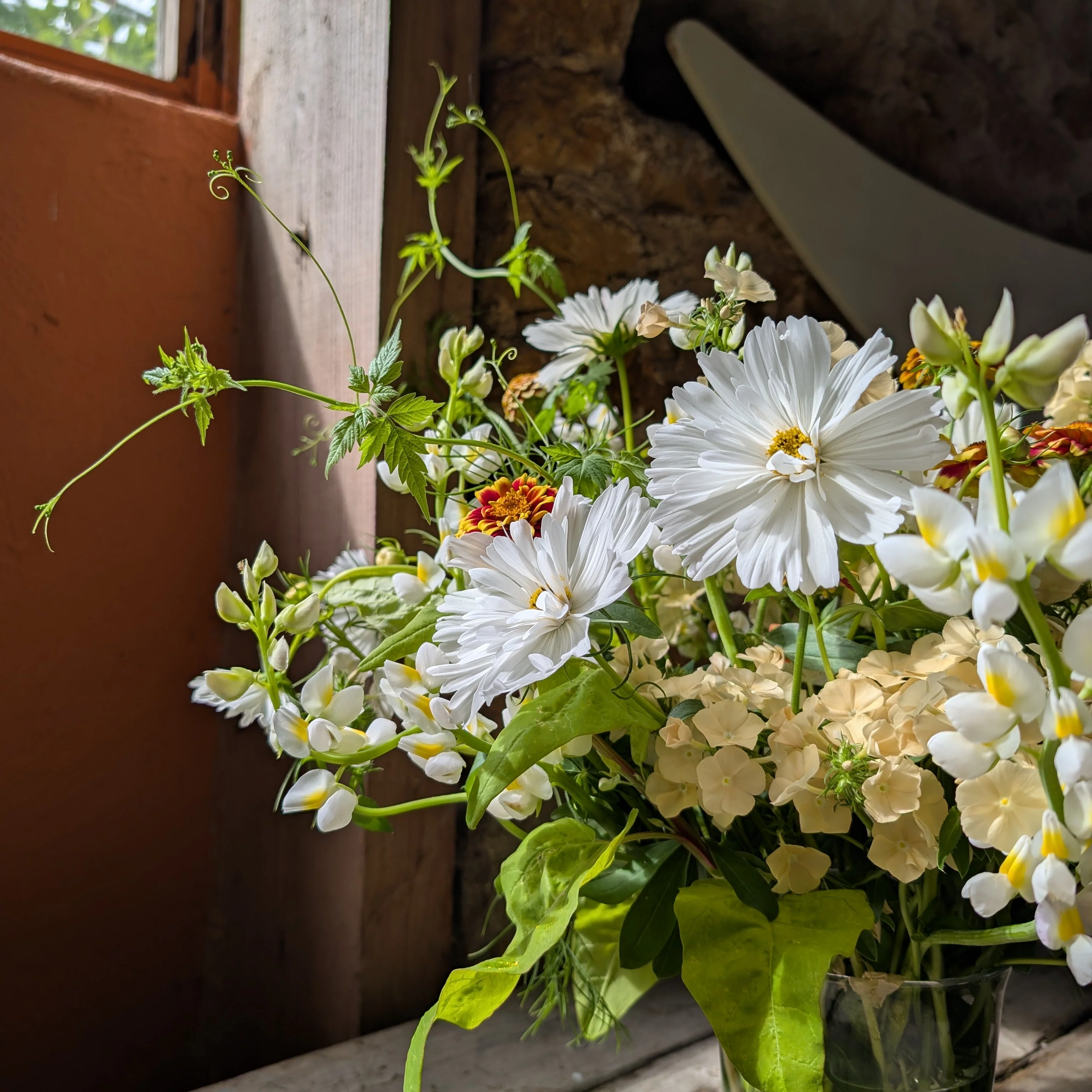 Phlox 'Isabellina' - Image 2