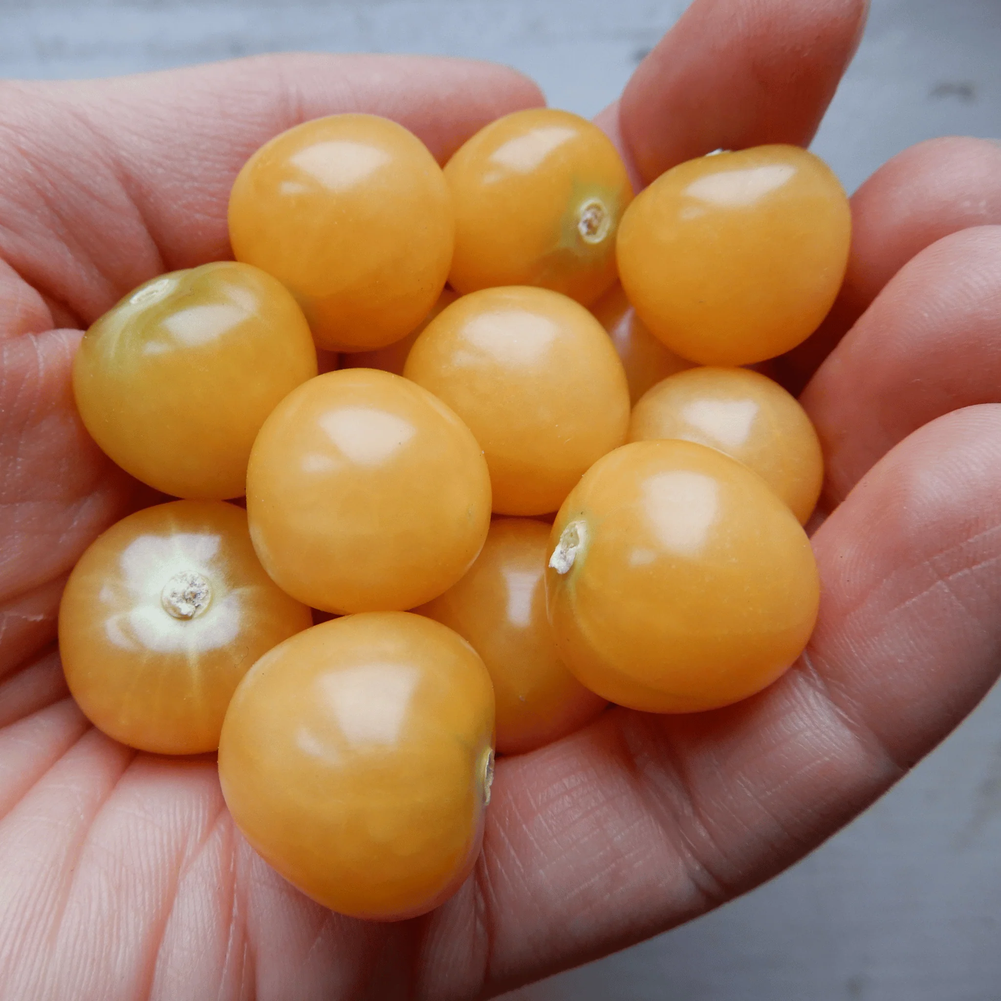 Physalis 'Marys Niagara' - Image 3