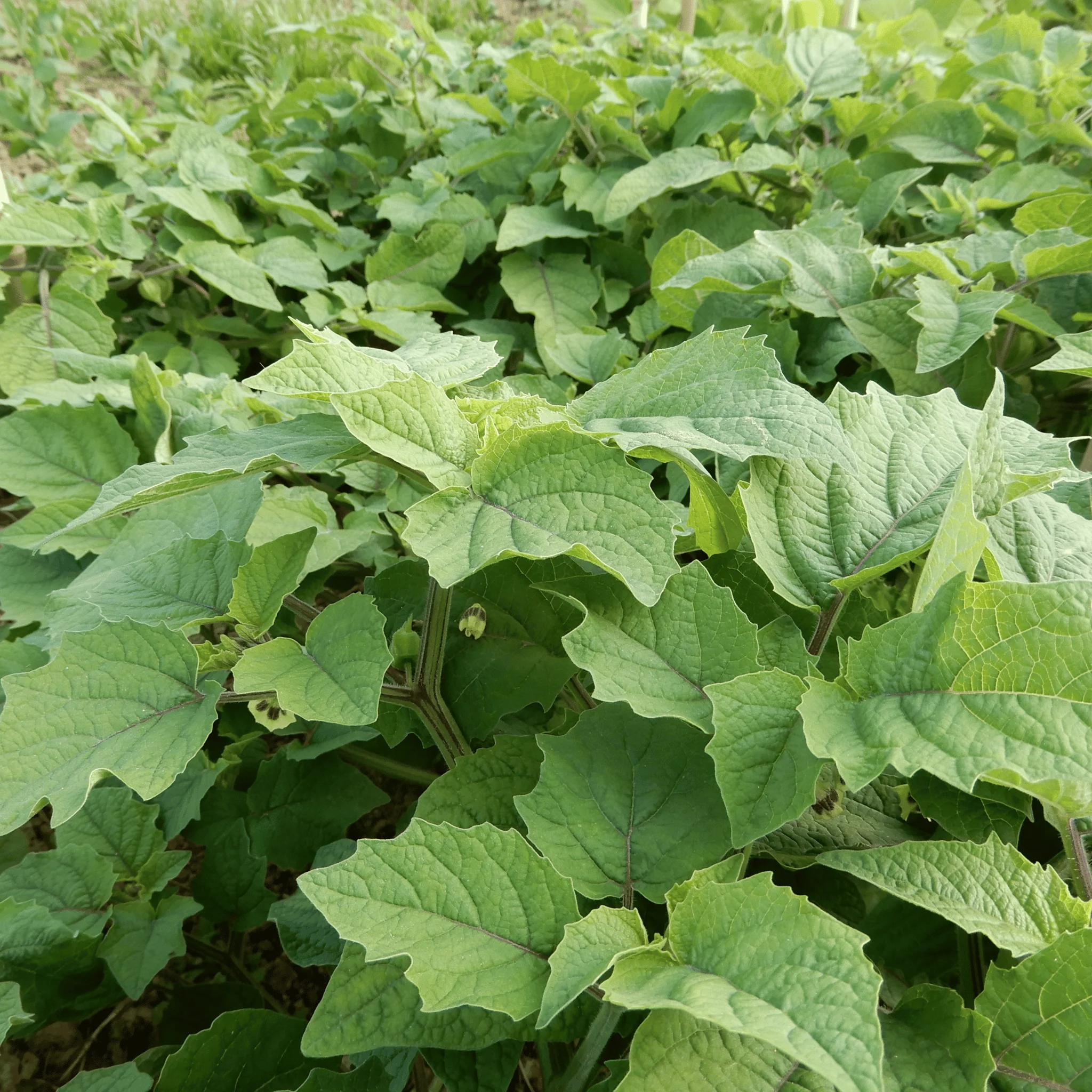 Physalis 'Marys Niagara' - Image 4
