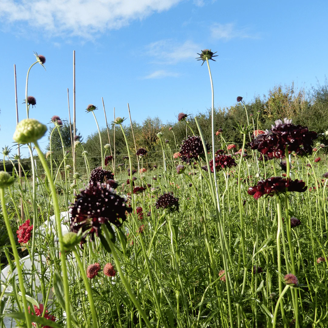 Pincushion Flower 'Triple Berries' - Image 3