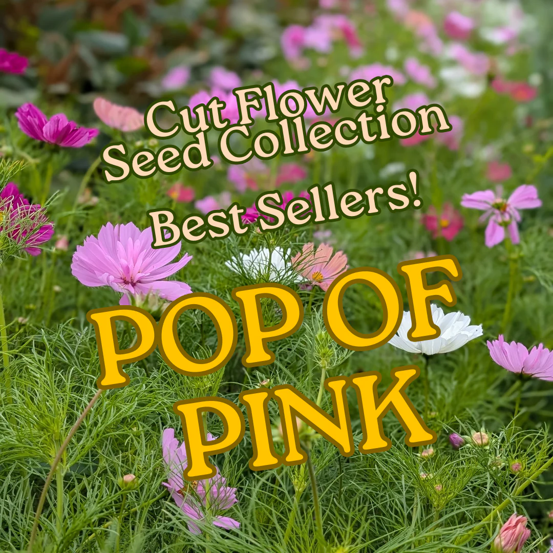 Pop of Pink Gift Collection | Cut Flower Garden Seeds | Heirloom Eco-friendly Present