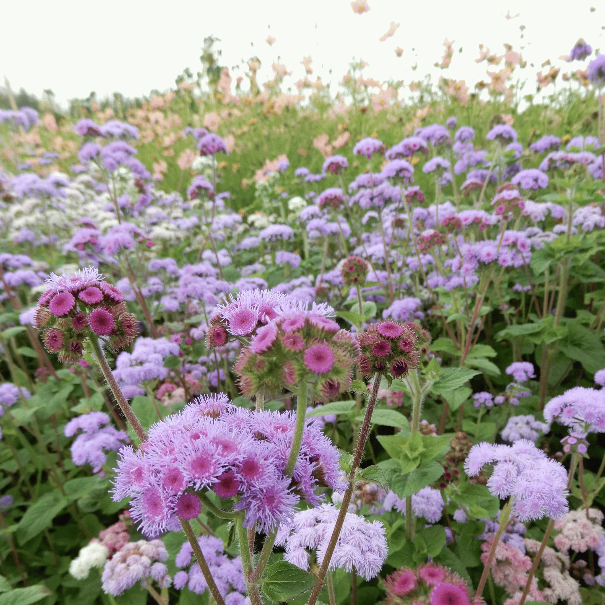 Ageratum 'Timeless' - Image 4