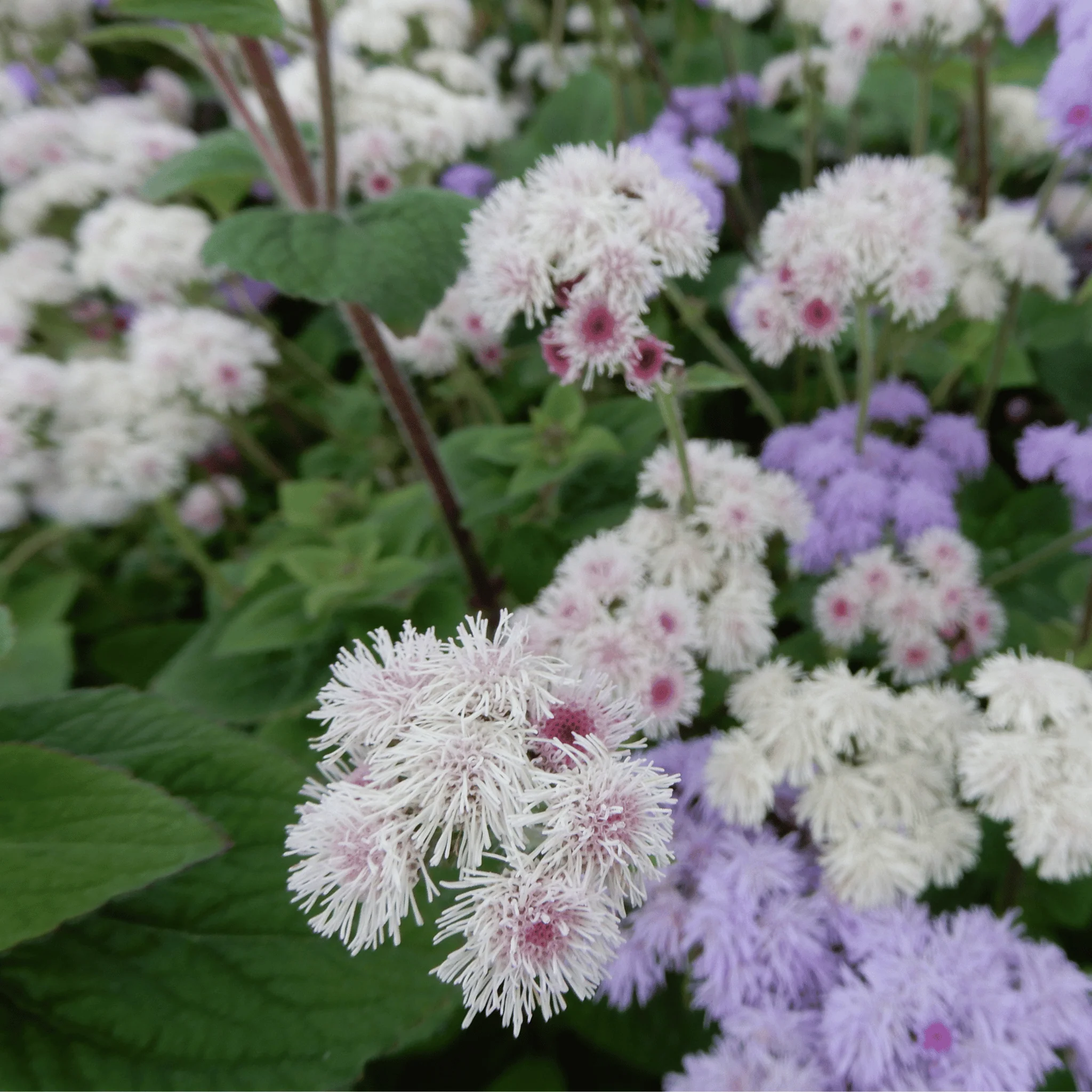 Ageratum 'Timeless' - Image 3