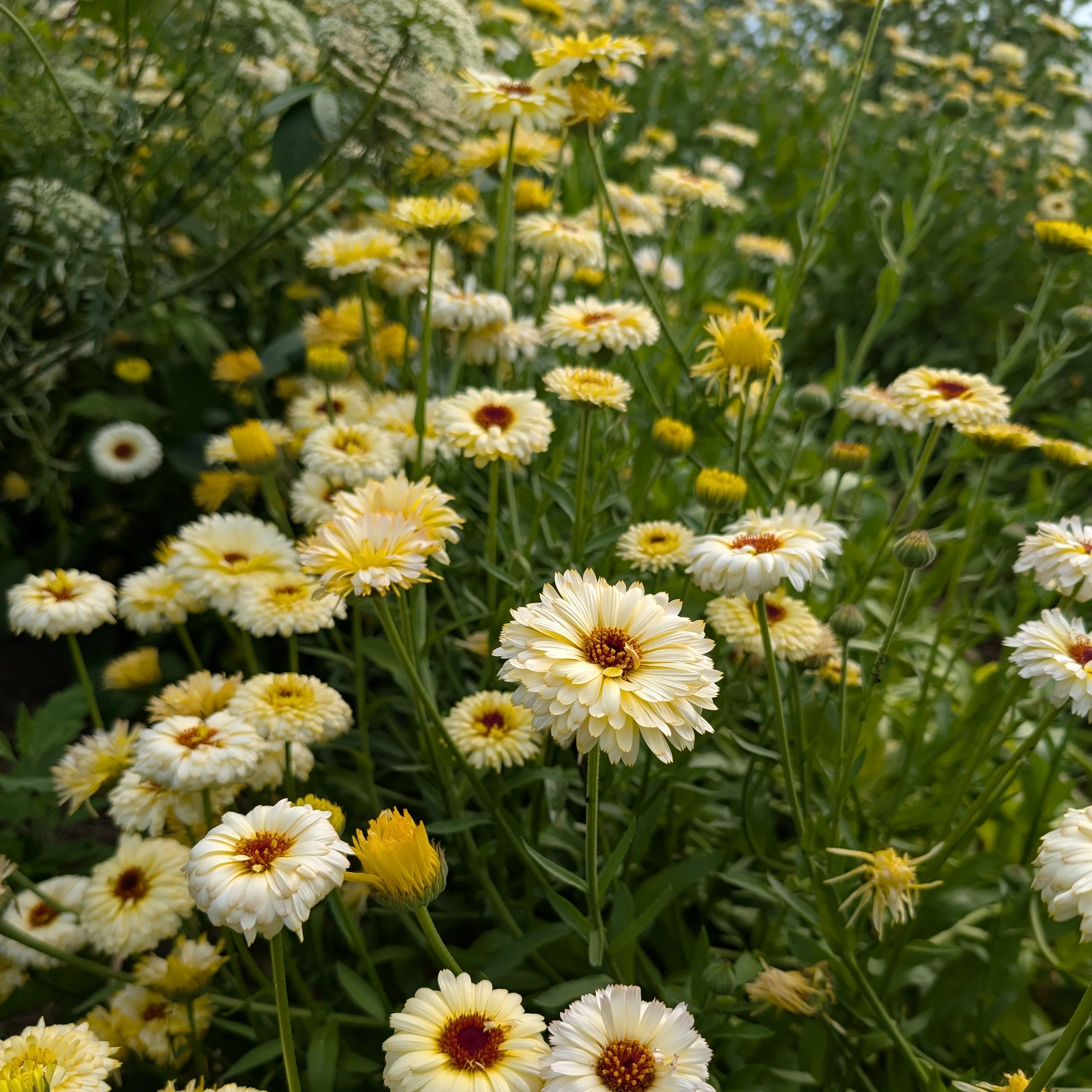 Top of the Pots Gift Collection | Container Garden Seeds | Heirloom Eco-friendly Present - Image 3