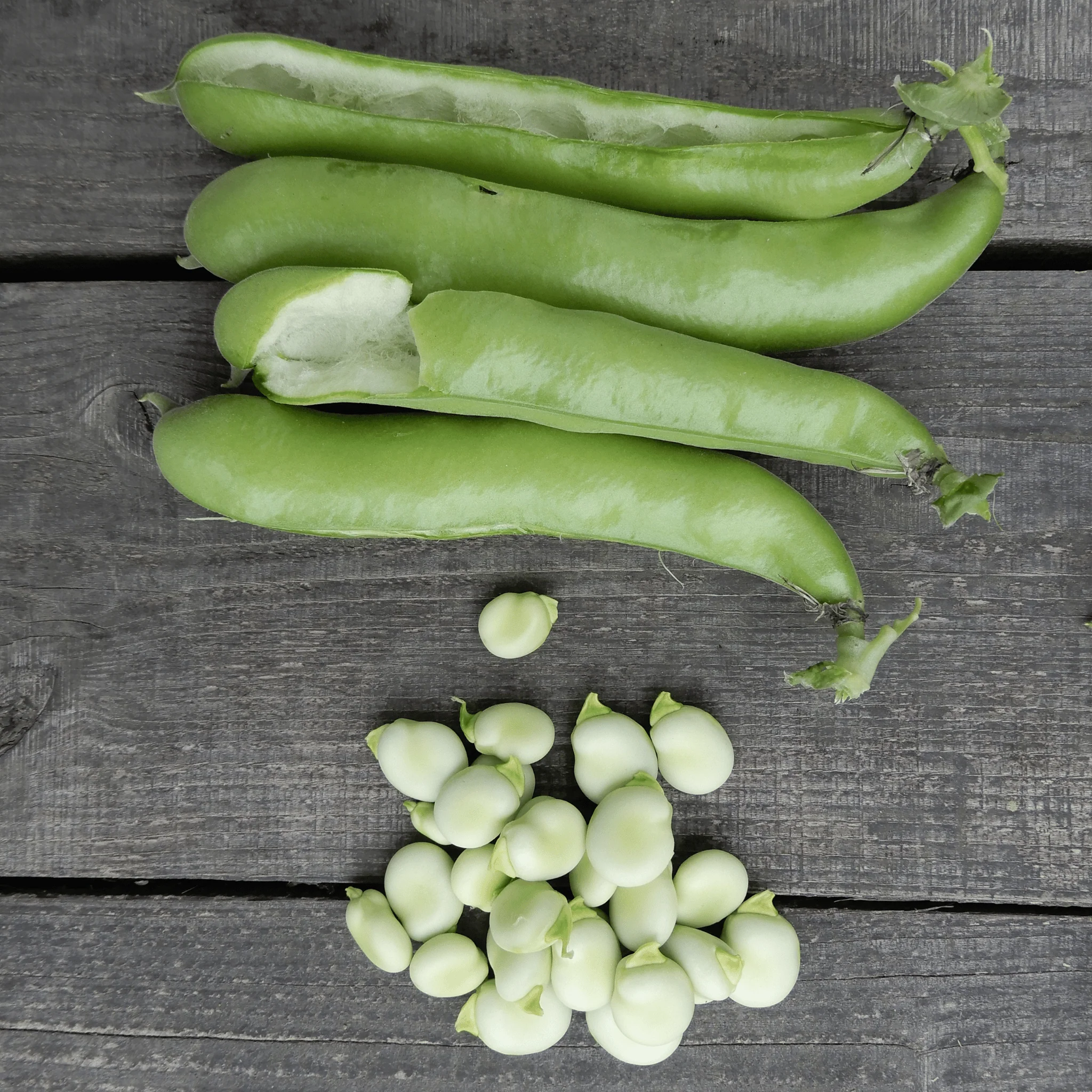 Broad Bean 'Ratio' - Image 3