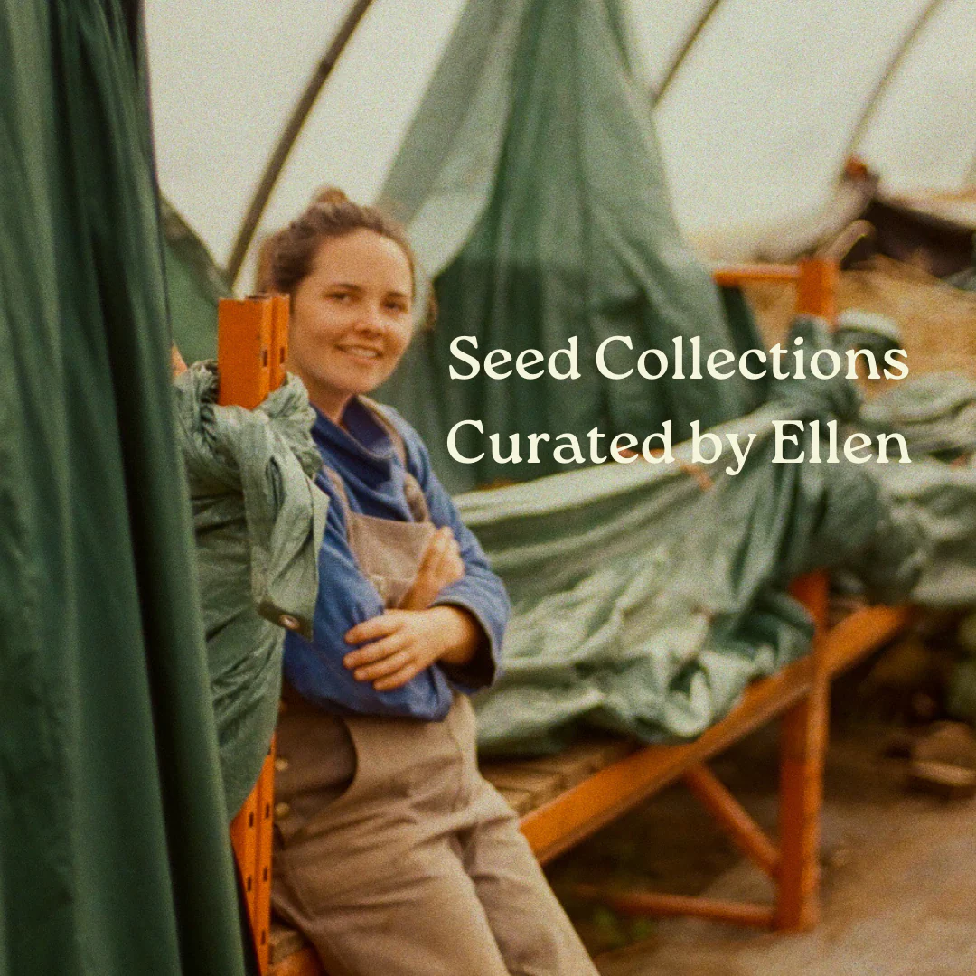 Rare Seeds Vegetable Seed Gift Collection | Heirloom Eco-Friendly Seeds for UK Gardeners | Gourmet Present - Image 5