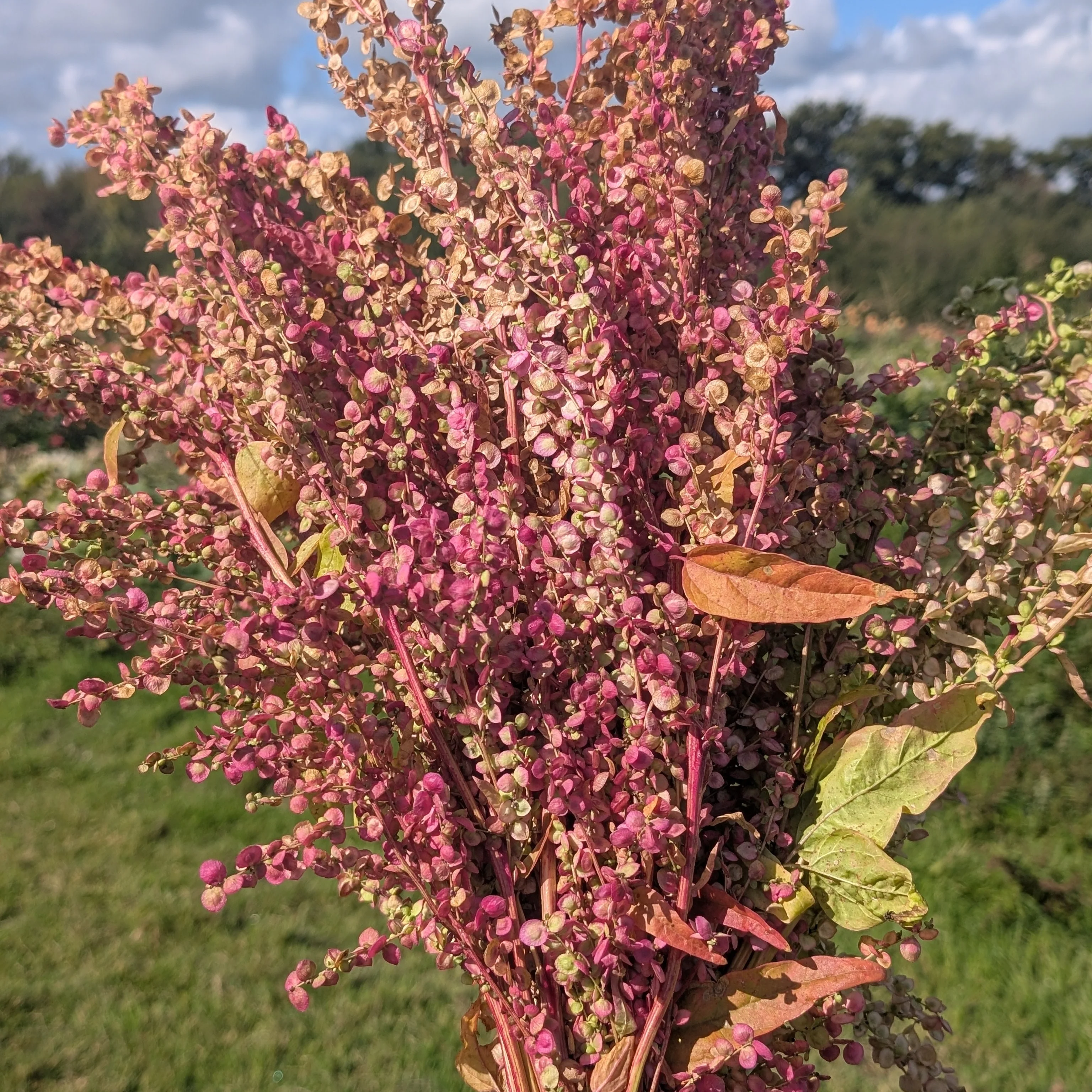 Luxury 'Rose Gold' Cut Flower Seed Collection Gift | Heirloom Eco-Friendly Seeds for UK Gardeners - Image 6