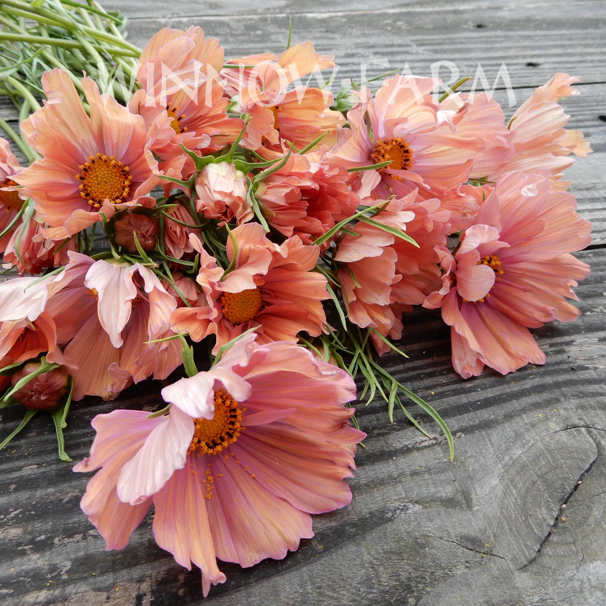 Luxury 'Rose Gold' Cut Flower Seed Collection Gift | Heirloom Eco-Friendly Seeds for UK Gardeners - Image 7