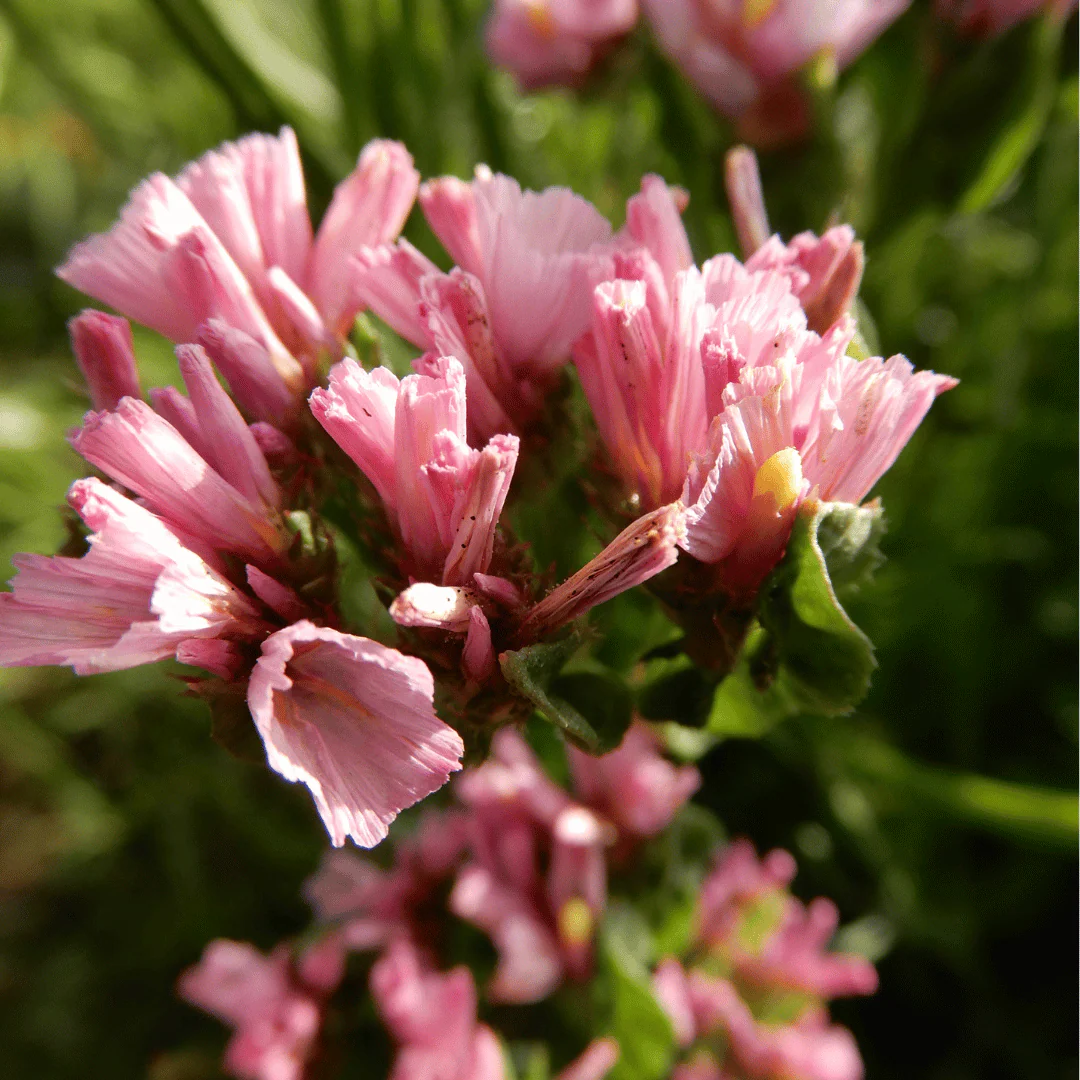 Luxury 'Rose Gold' Cut Flower Seed Collection Gift | Heirloom Eco-Friendly Seeds for UK Gardeners - Image 8