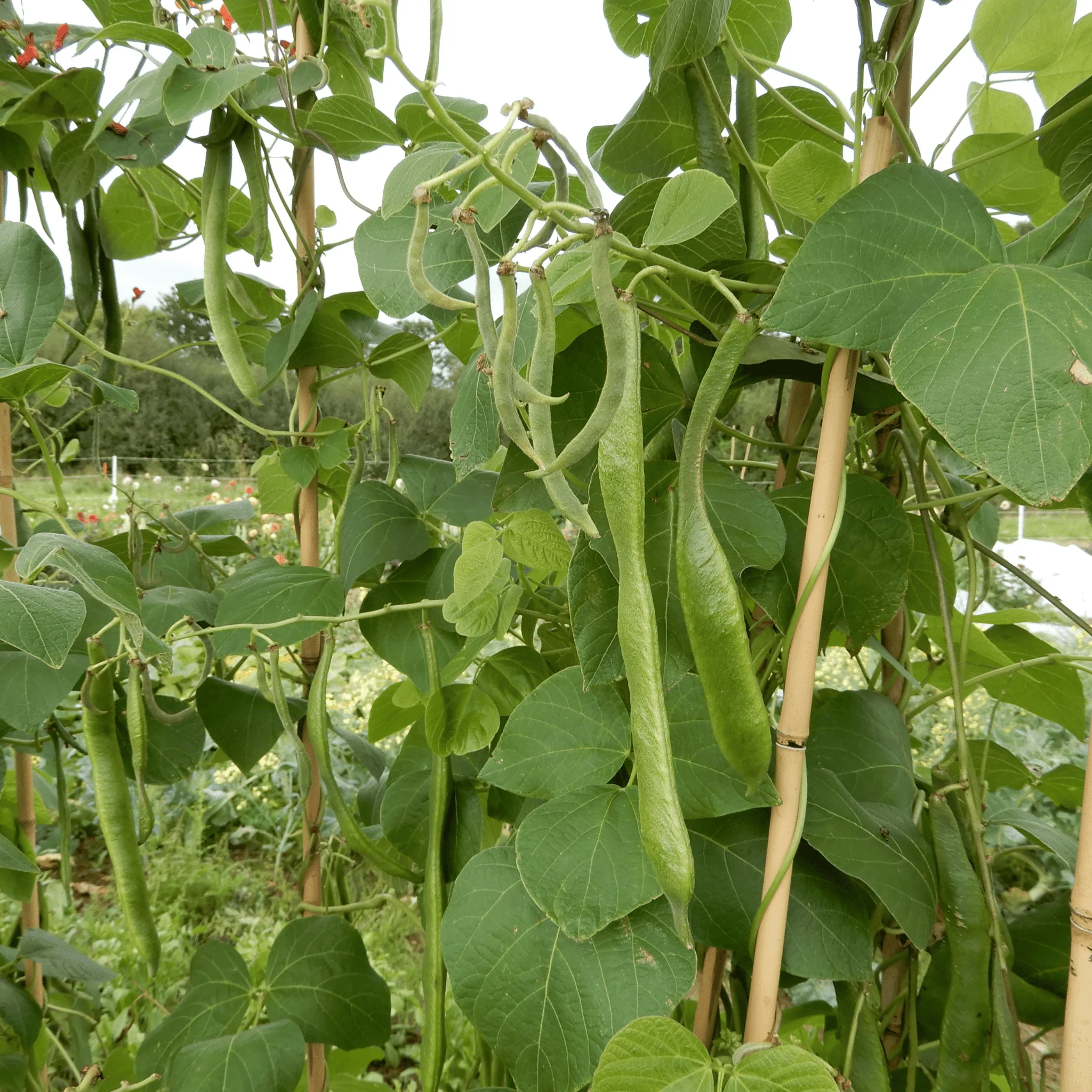 Runner Bean 'Brit Pop' - Image 3