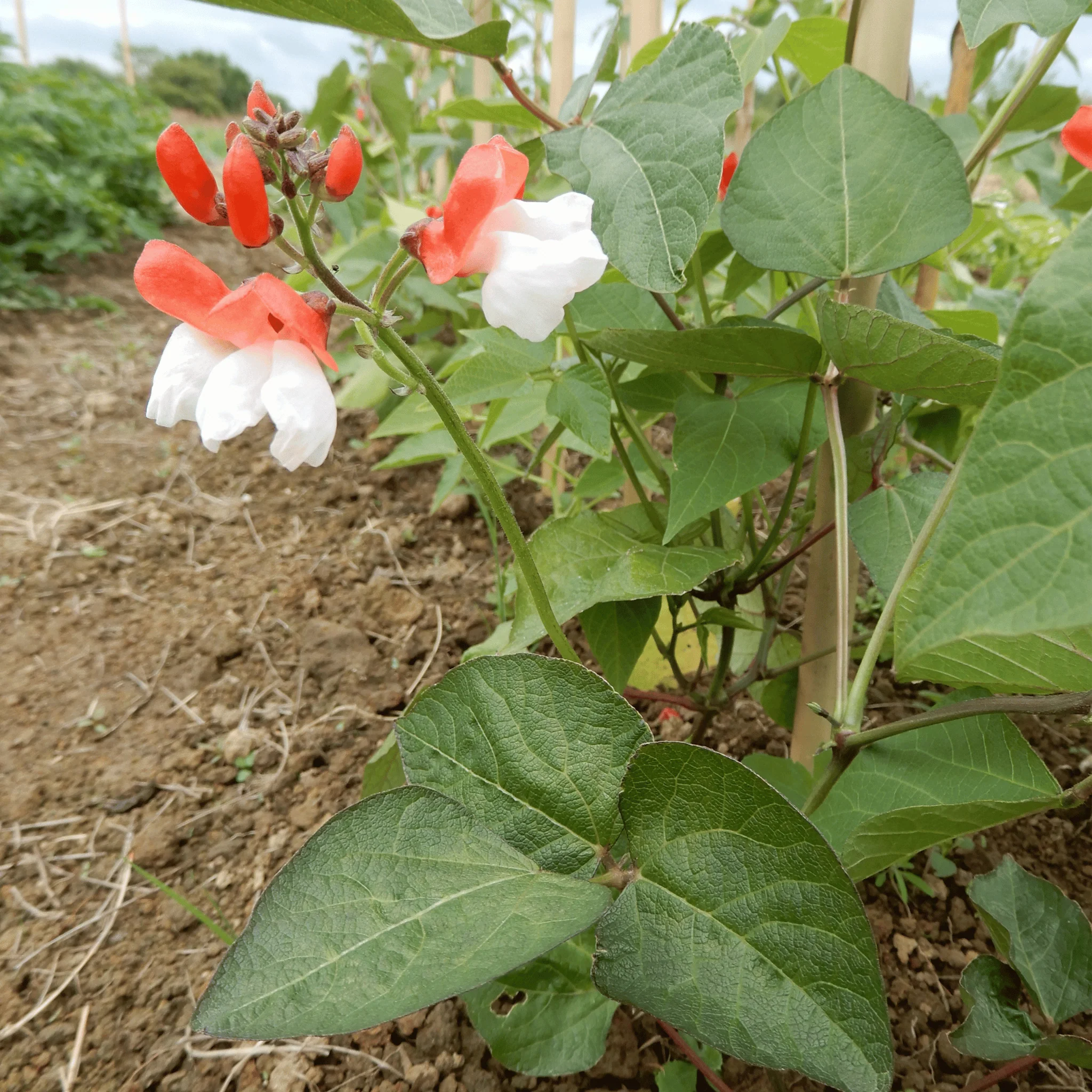 Runner Bean 'Brit Pop' - Image 4