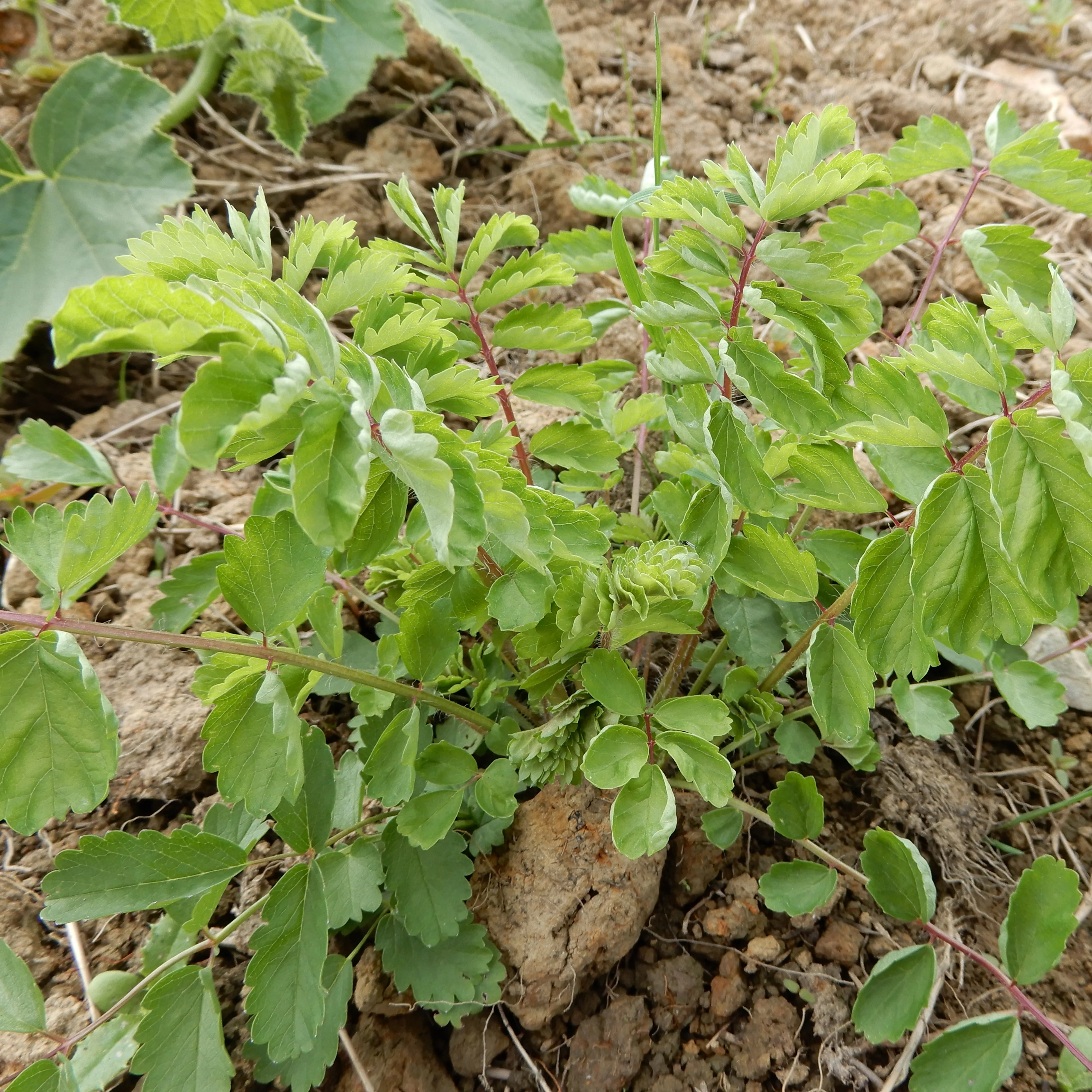 Salad Burnet