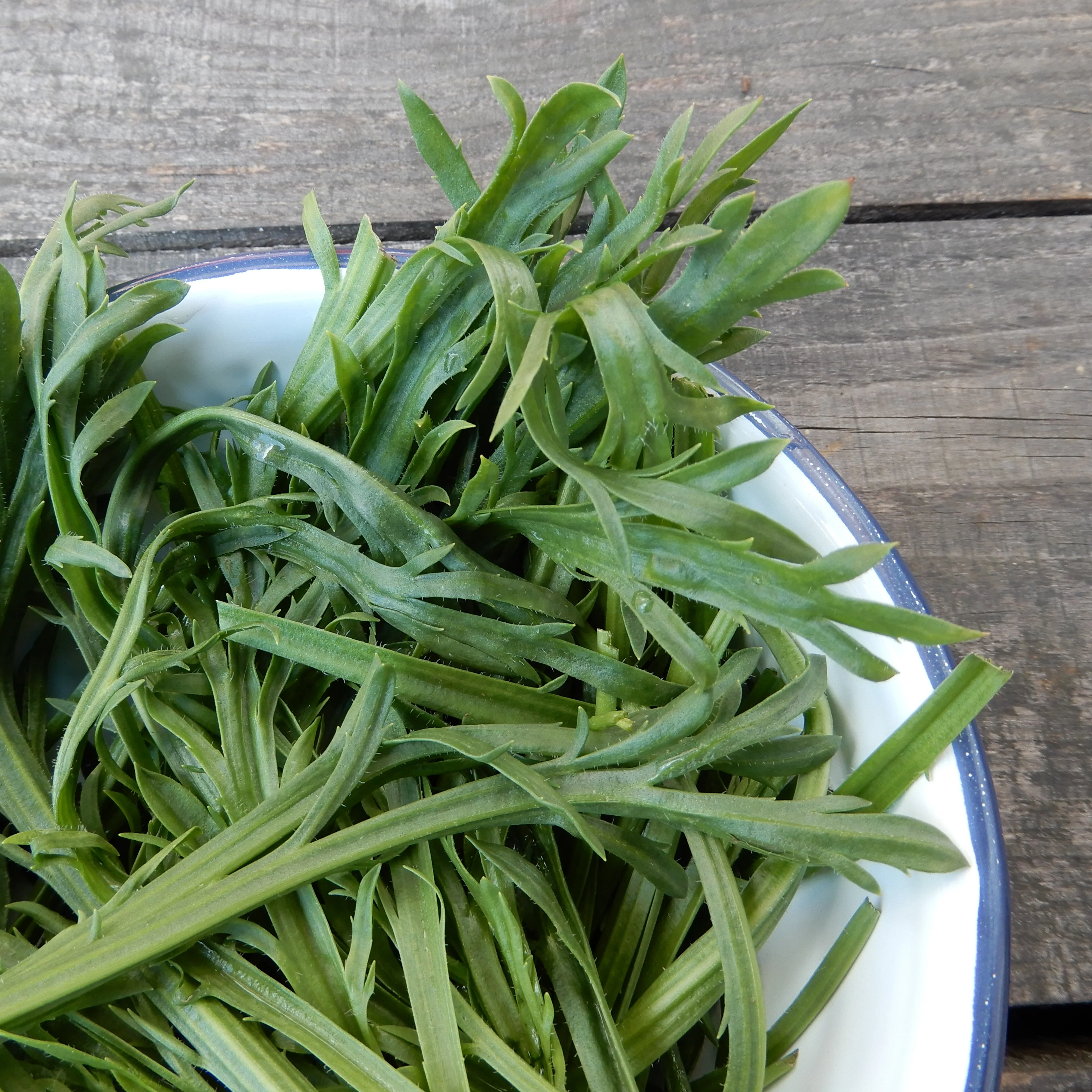 Salad Leaf Buck's Horn Plantain - Image 2