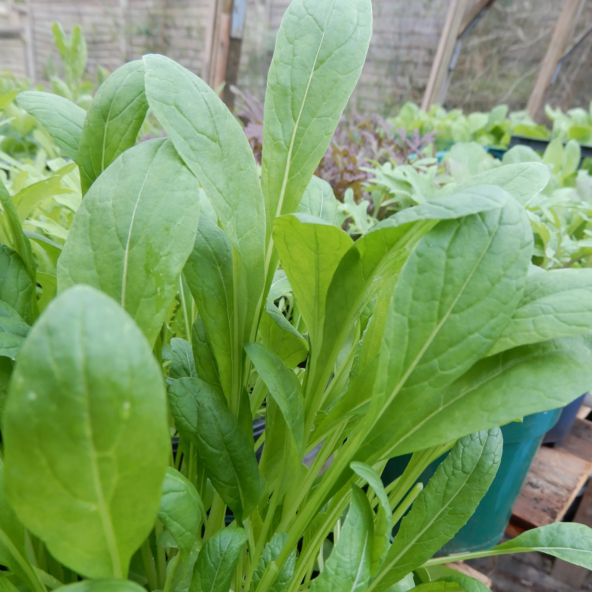 Salad Leaves 'Mibuna' - Image 3