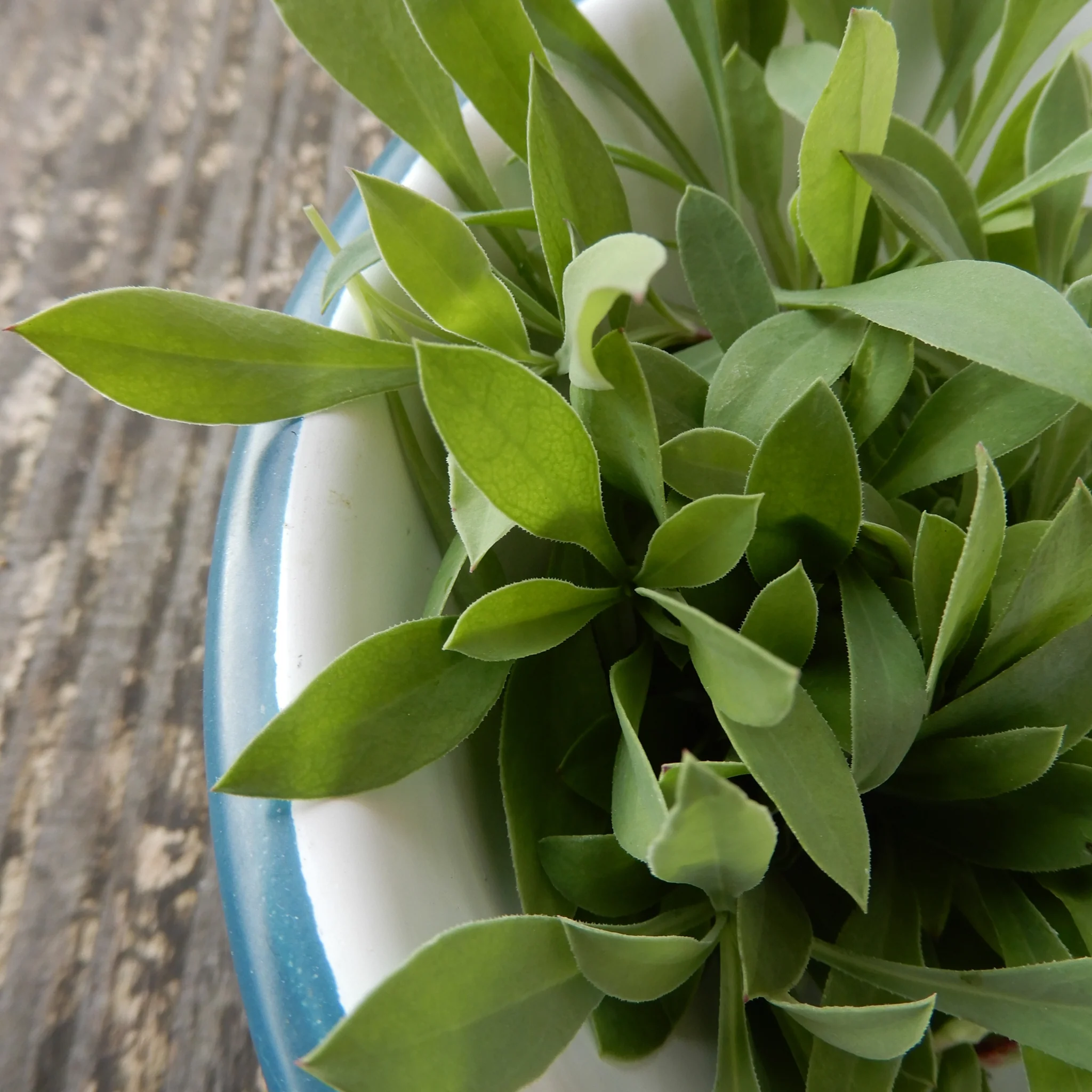 Salad Leaves 'Stridolo' - Image 3