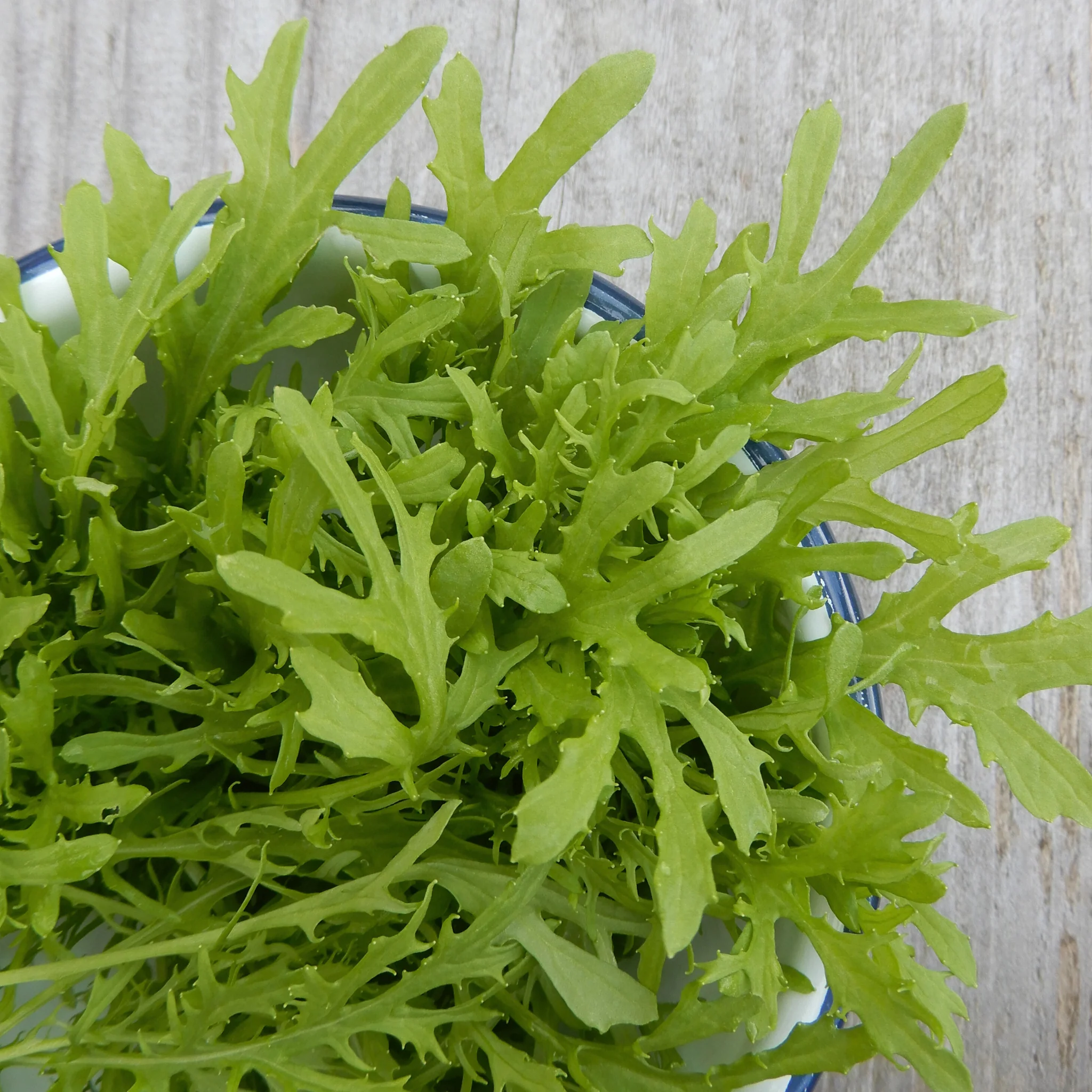 Salad Leaves Mustard 'Golden Frills' - Image 3