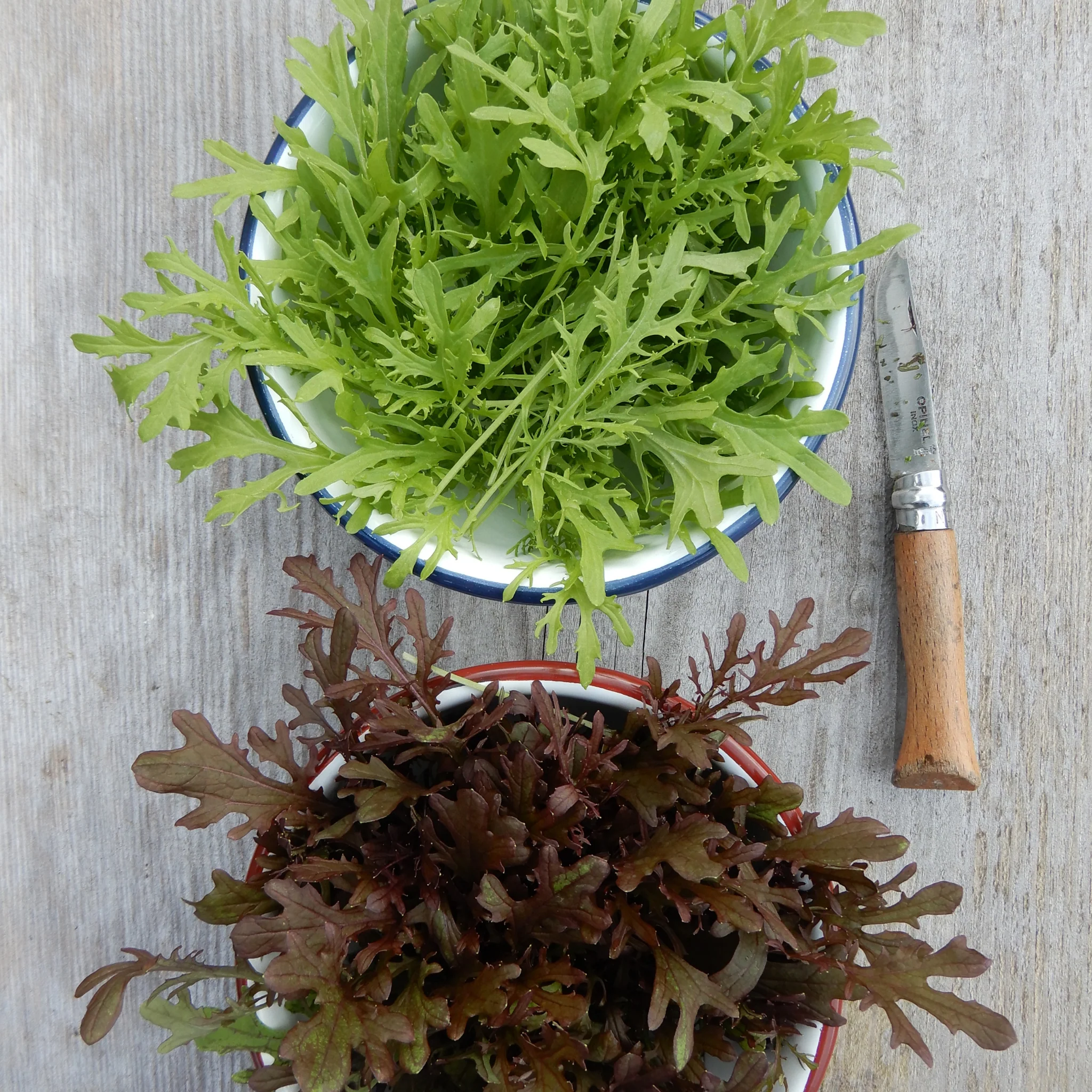 Salad Leaves Mustard 'Golden Frills' - Image 4