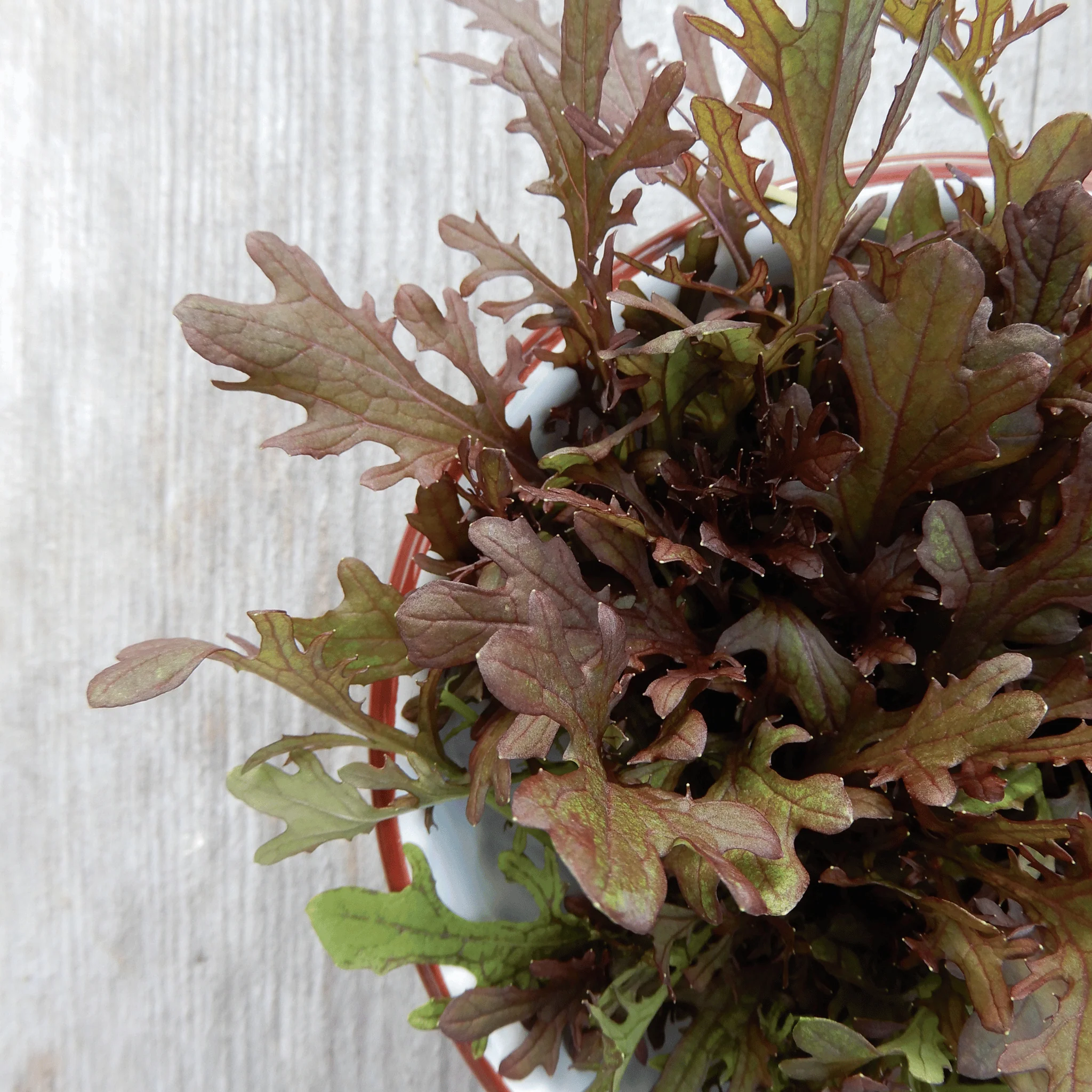 Salad Mustard 'Rouge Metis' - Image 3